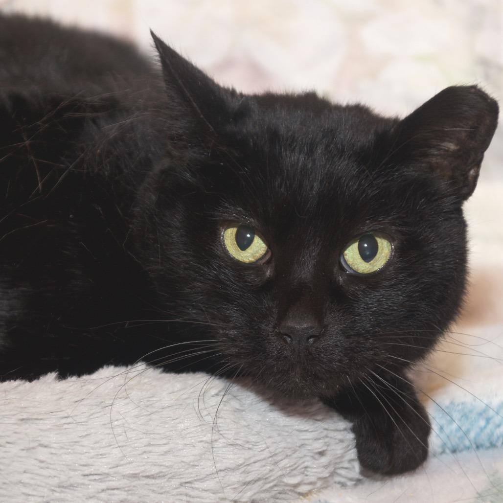 Enlarge Baby Girl, a Adoptable Domestic Short Hair in Webster, TX image 2/4