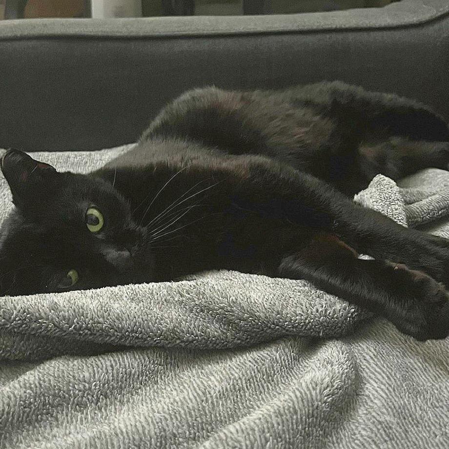 Enlarge Baby Girl, a Adoptable Domestic Short Hair in Webster, TX image 3/4