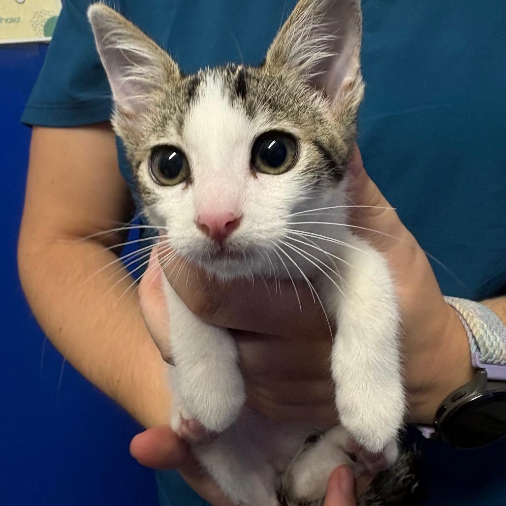 Nemo, Adoptable, Kitten Male Domestic Short Hair.