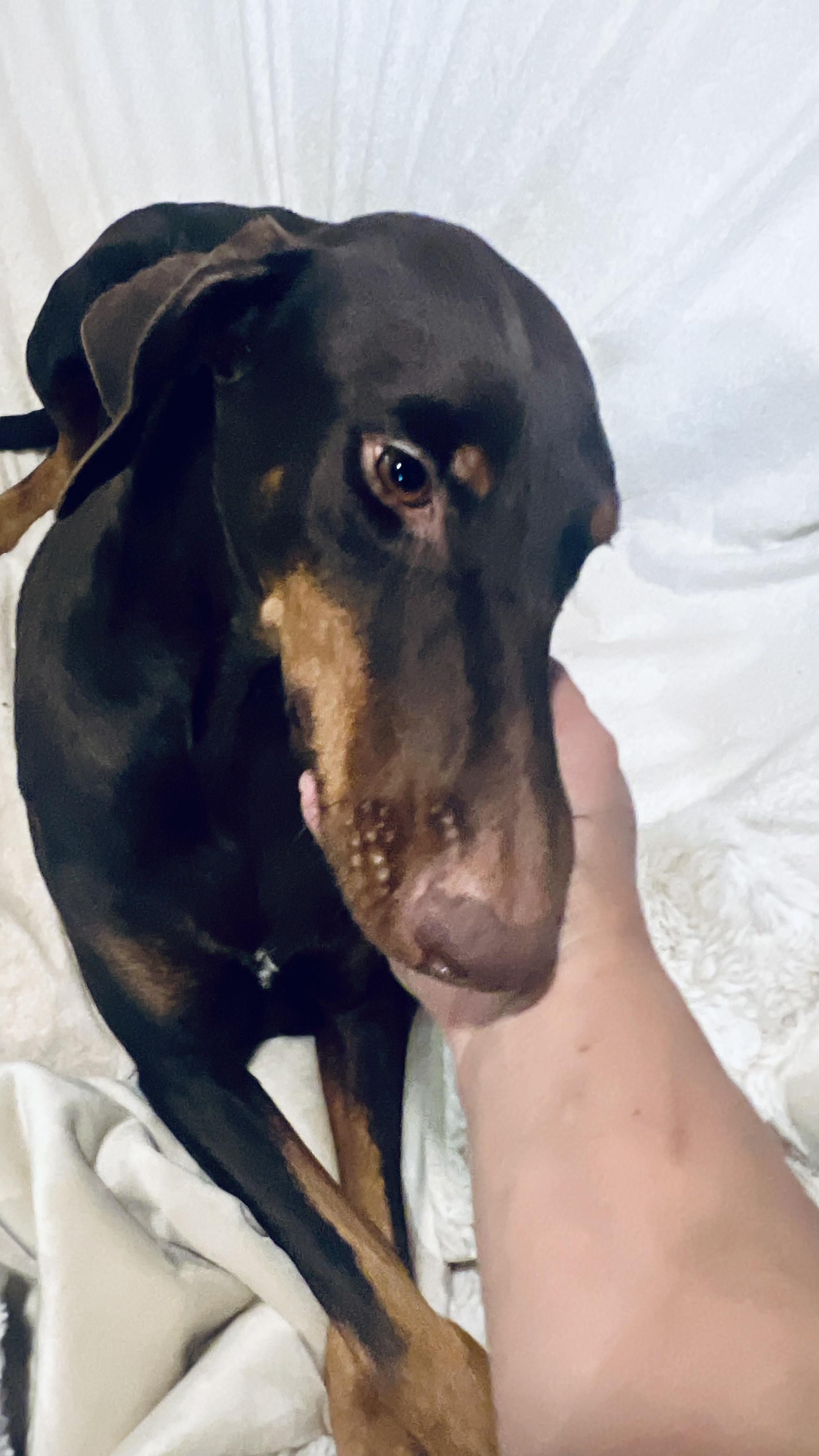 Hazel! Docile and gentle!