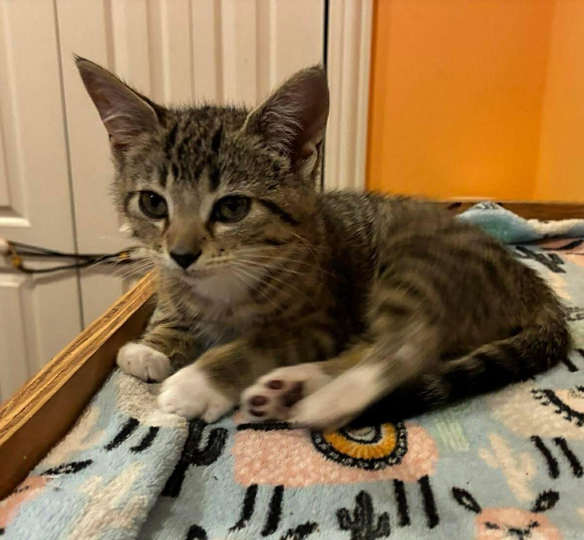 Slugger F2a, Adopted, Kitten Male Domestic Short Hair.