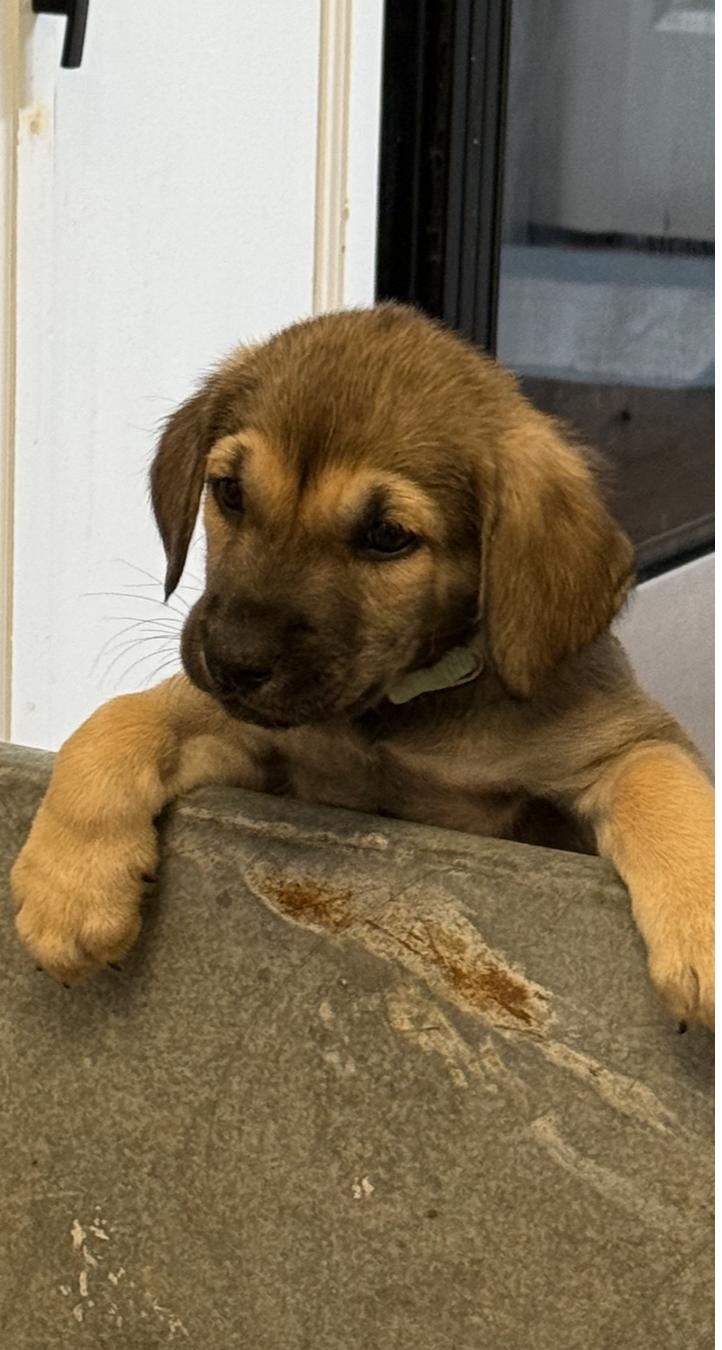 Enlarge Salem, a Adopted mixed breed in Holly Springs, NC image 2/3