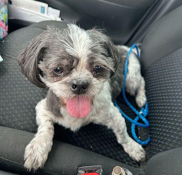 Enlarge Isabella, a Adopted Shih Tzu in Monticello, MS image 1/3