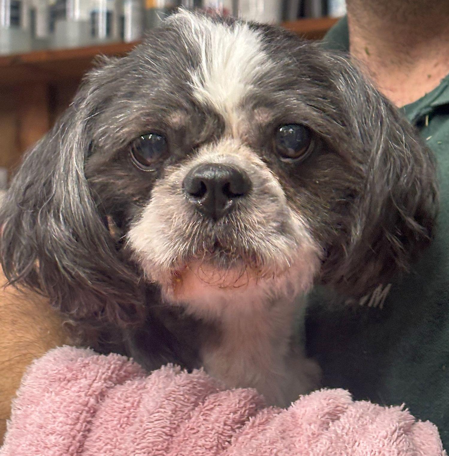 Enlarge Isabella, a Adopted Shih Tzu in Monticello, MS image 2/3