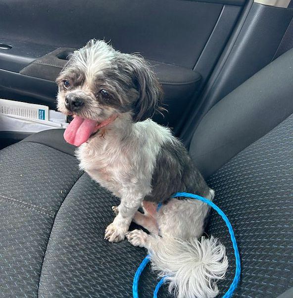 Enlarge Isabella, a Adopted Shih Tzu in Monticello, MS image 3/3
