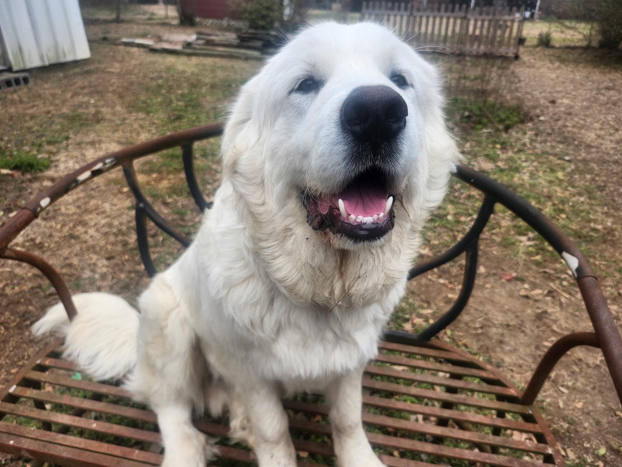 Enlarge FORREST , a Adoptable Great Pyrenees in Allentown, PA image 4/6
