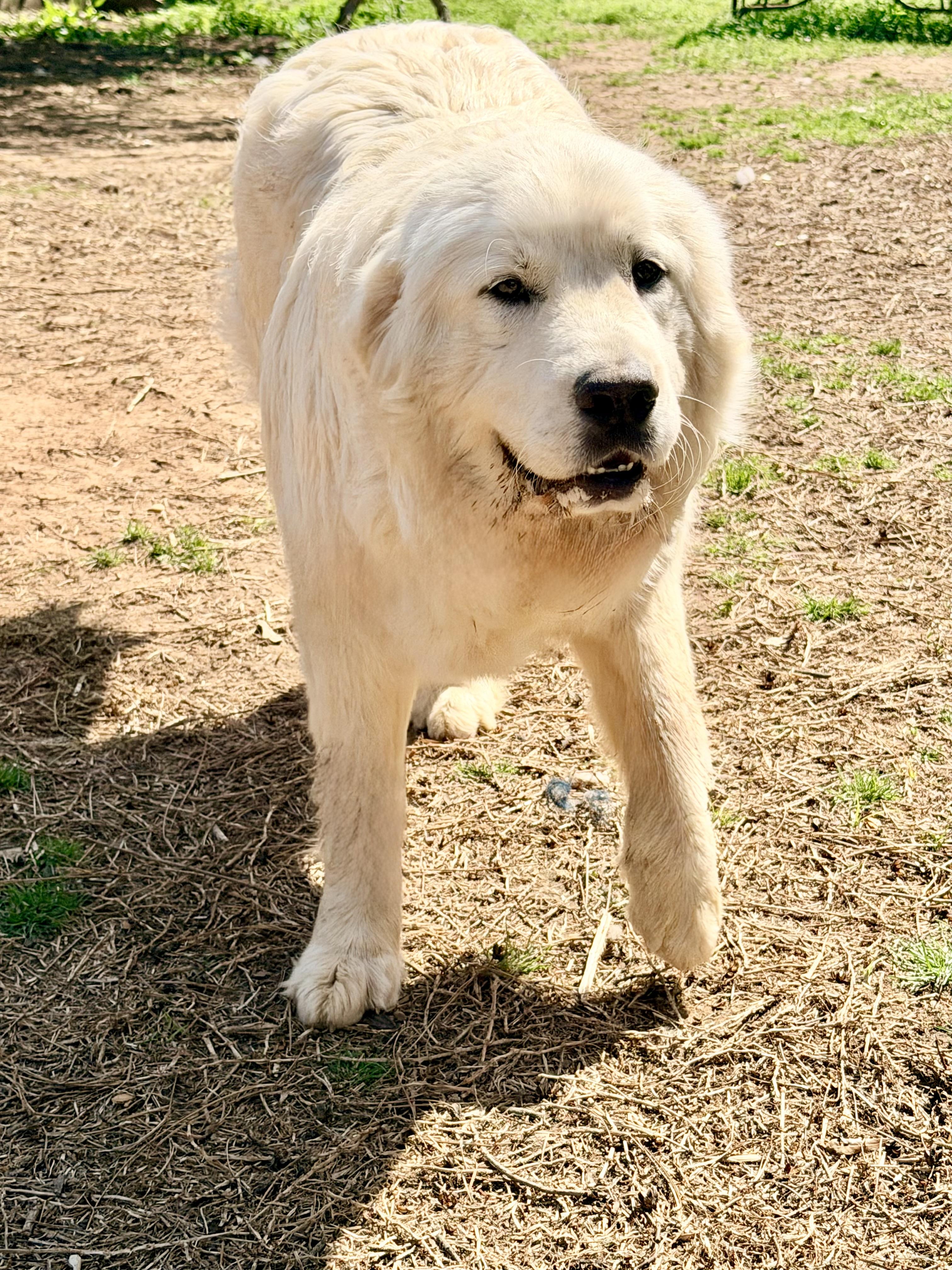 Enlarge FORREST , a Adoptable Great Pyrenees in Allentown, PA image 2/6