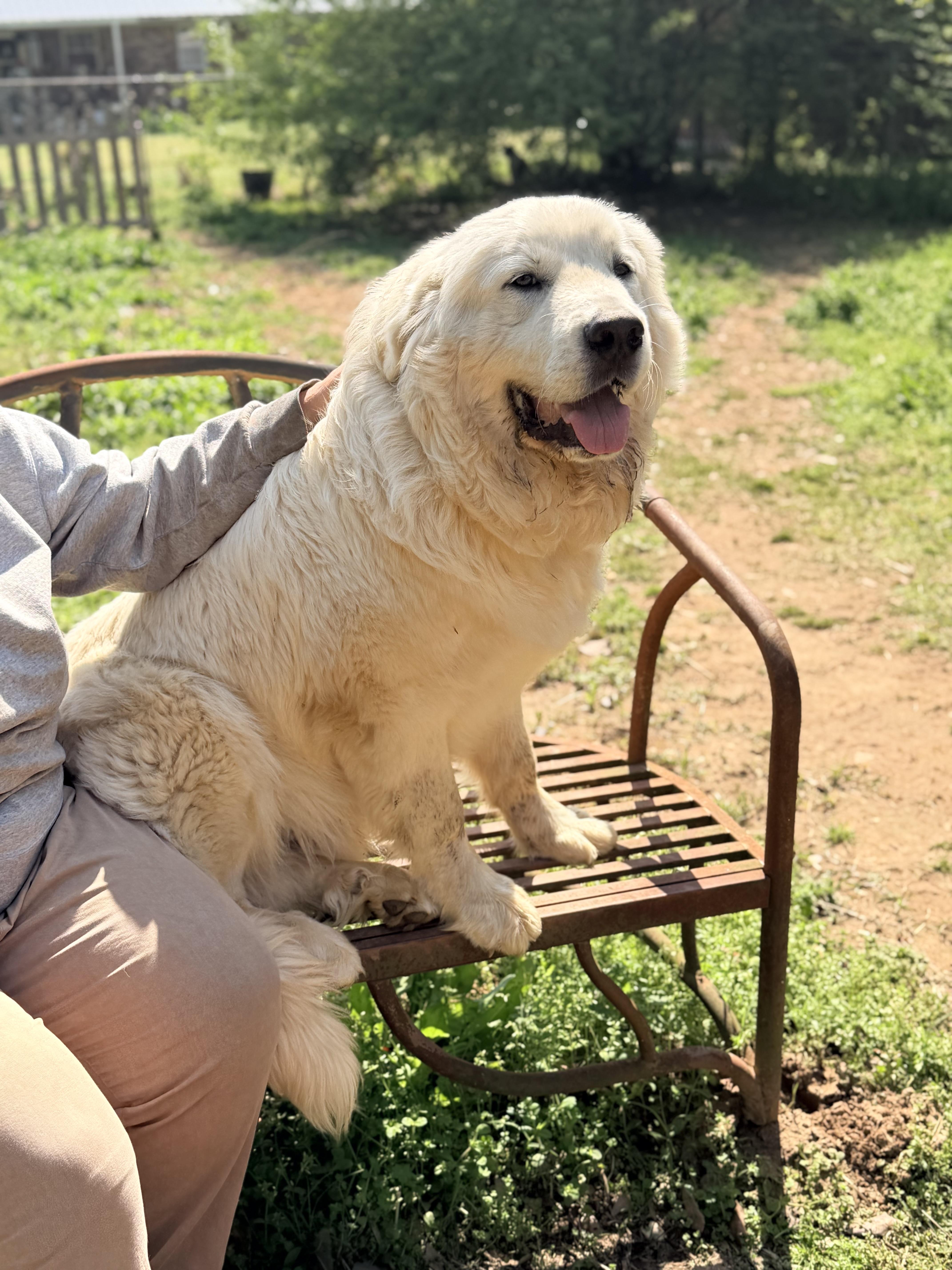 Enlarge FORREST , a Adoptable Great Pyrenees in Allentown, PA image 5/6