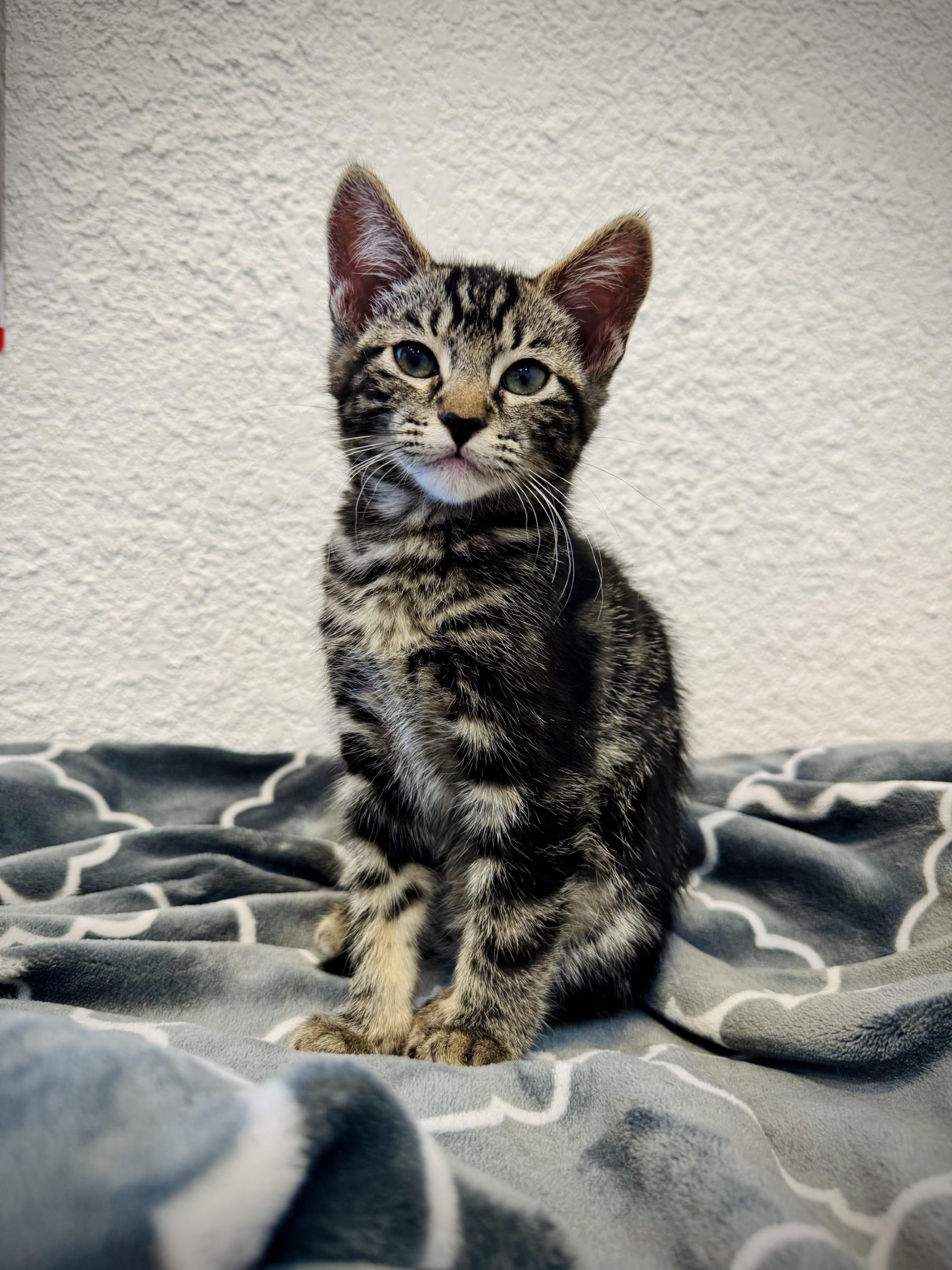 Maggie, an adoptable Domestic Short Hair in Carson City, NV, 89701 | Photo Image 1