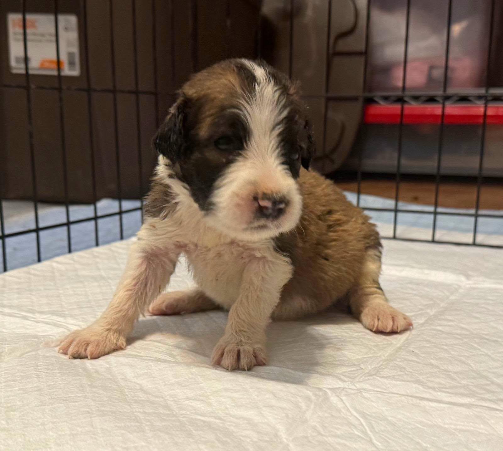 Enlarge Nadia, a Adopted mixed breed in Montague, TX image 1/2
