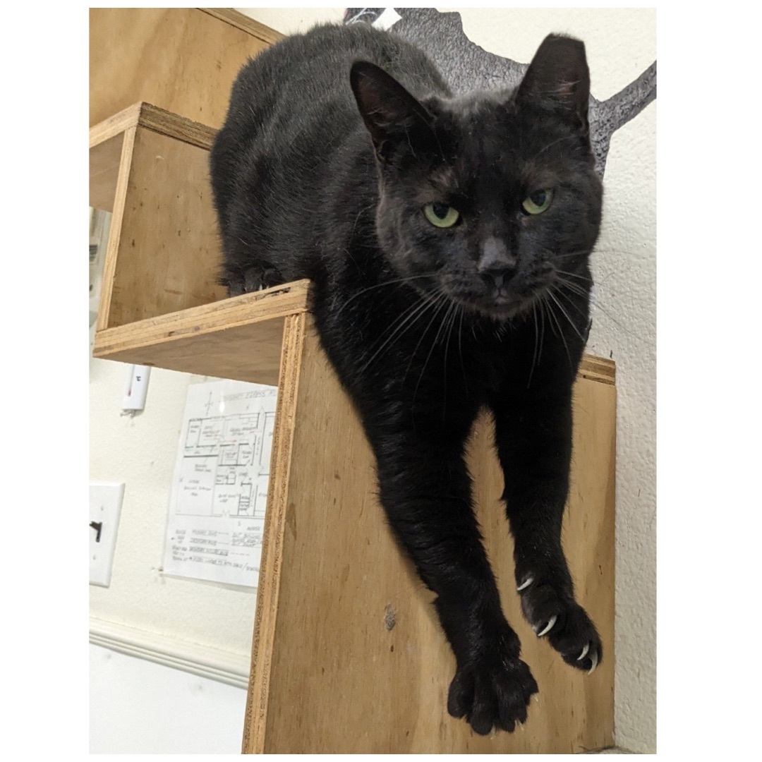 Flaca, a Adoptable Domestic Short Hair in Kingwood, TX image 3/6