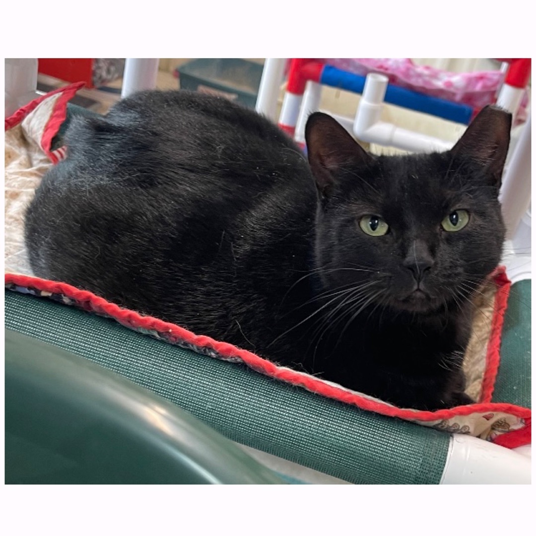 Flaca, a Adoptable Domestic Short Hair in Kingwood, TX image 4/6