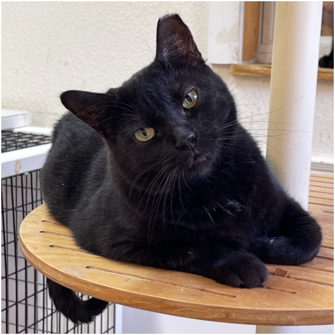 Flaca, Adoptable, Adult Female Domestic Short Hair.