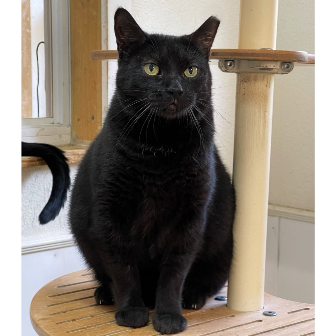 Flaca, a Adoptable Domestic Short Hair in Kingwood, TX image 2/6