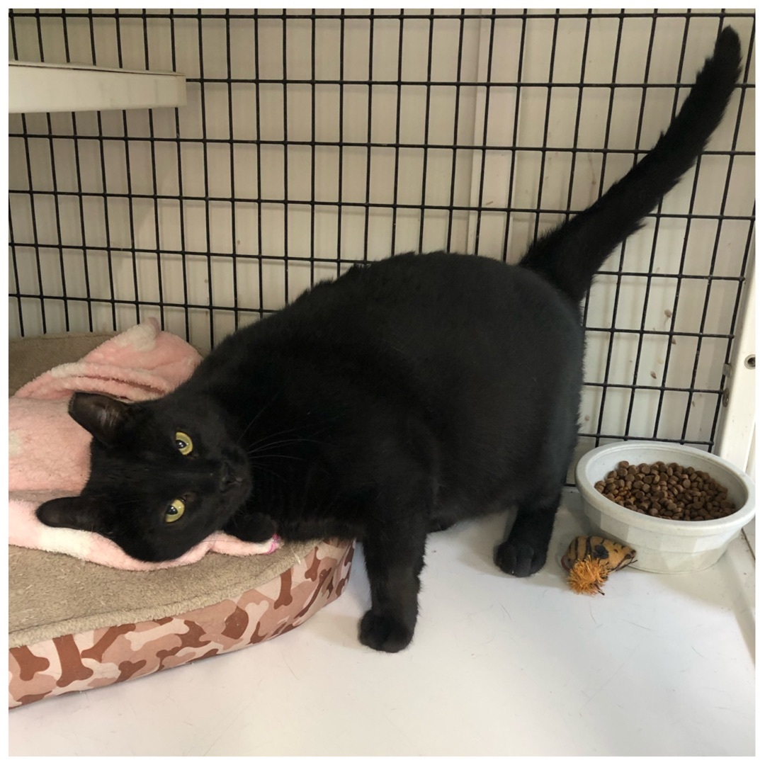 Flaca, a Adoptable Domestic Short Hair in Kingwood, TX image 5/6