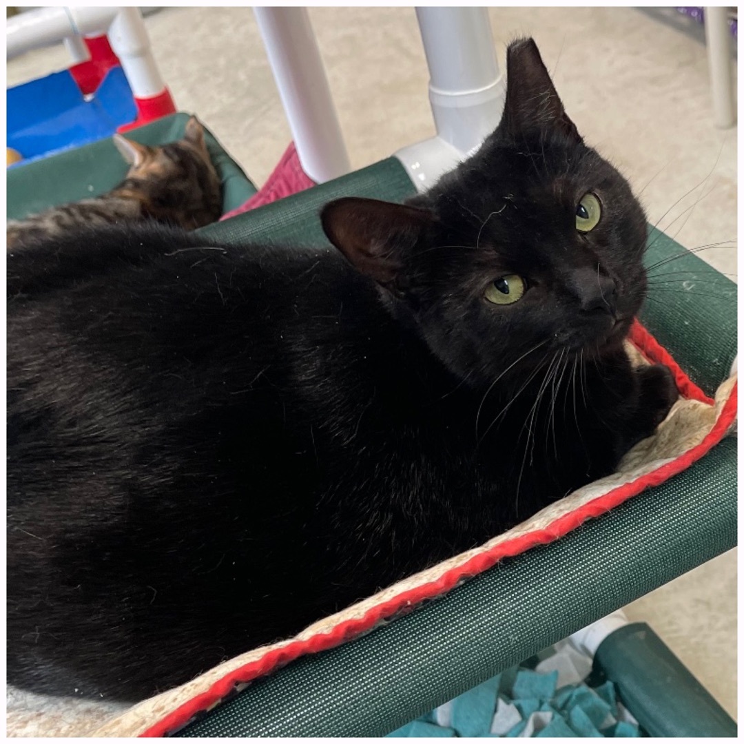 Flaca, a Adoptable Domestic Short Hair in Kingwood, TX image 6/6