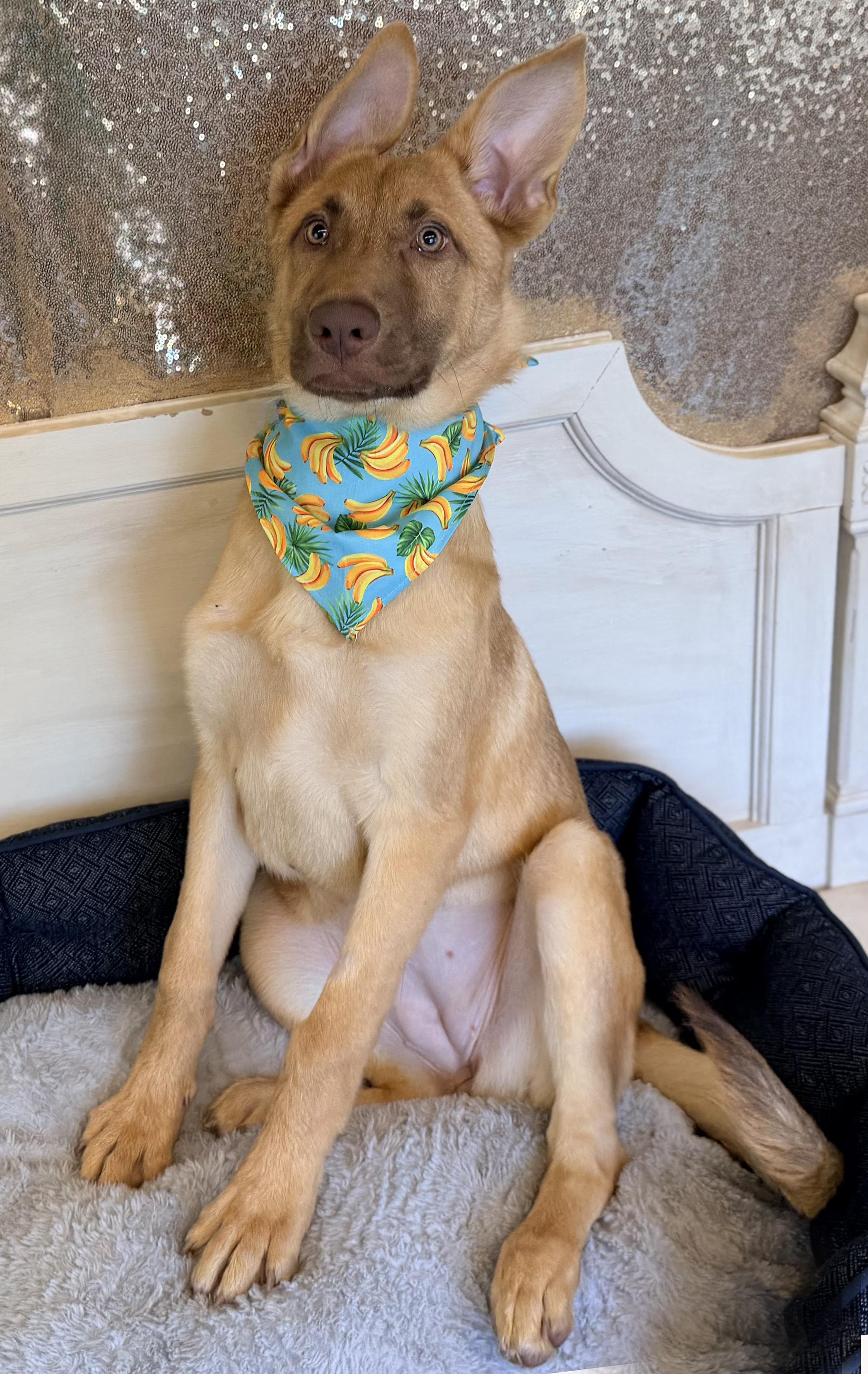 Gwen, a ADOPTABLE German Shepherd Dog in Phoenix, AZ image 5/6