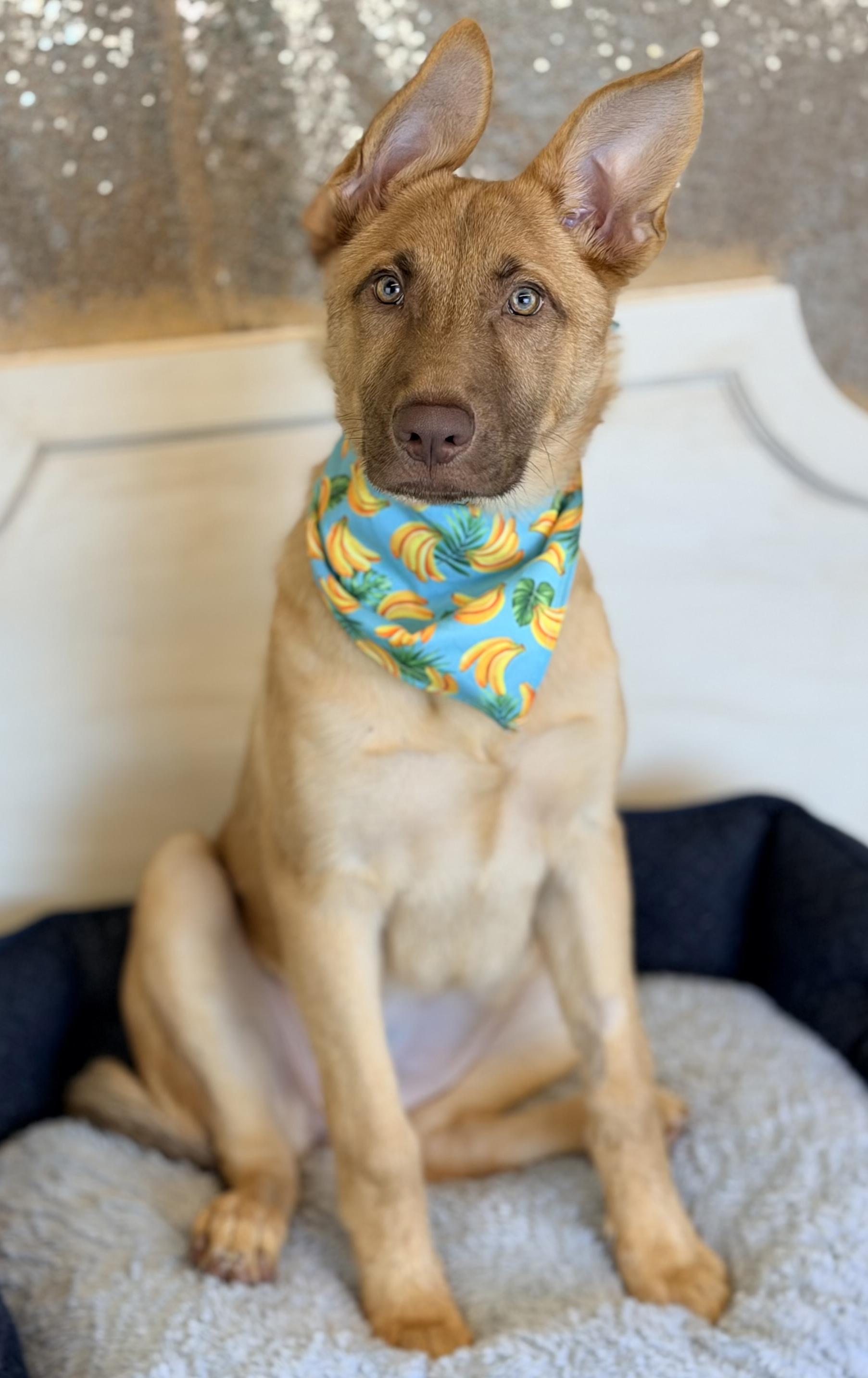 Gwen, a ADOPTABLE German Shepherd Dog in Phoenix, AZ image 4/6