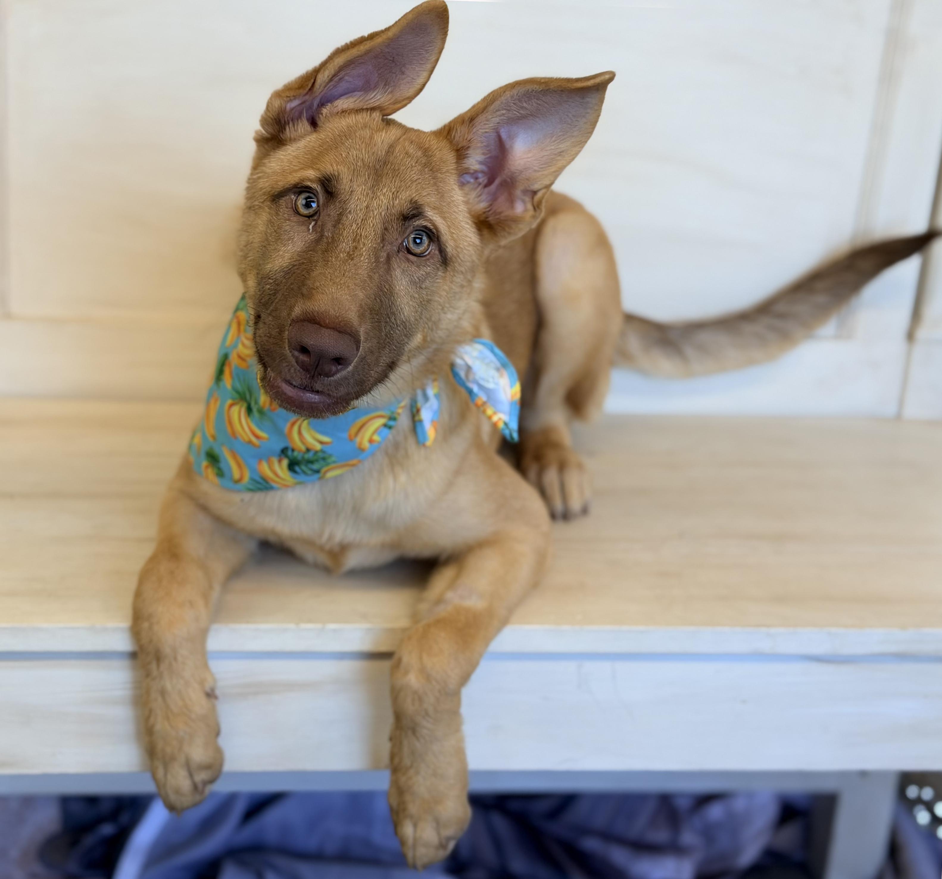 Gwen, a ADOPTABLE German Shepherd Dog in Phoenix, AZ image 6/6