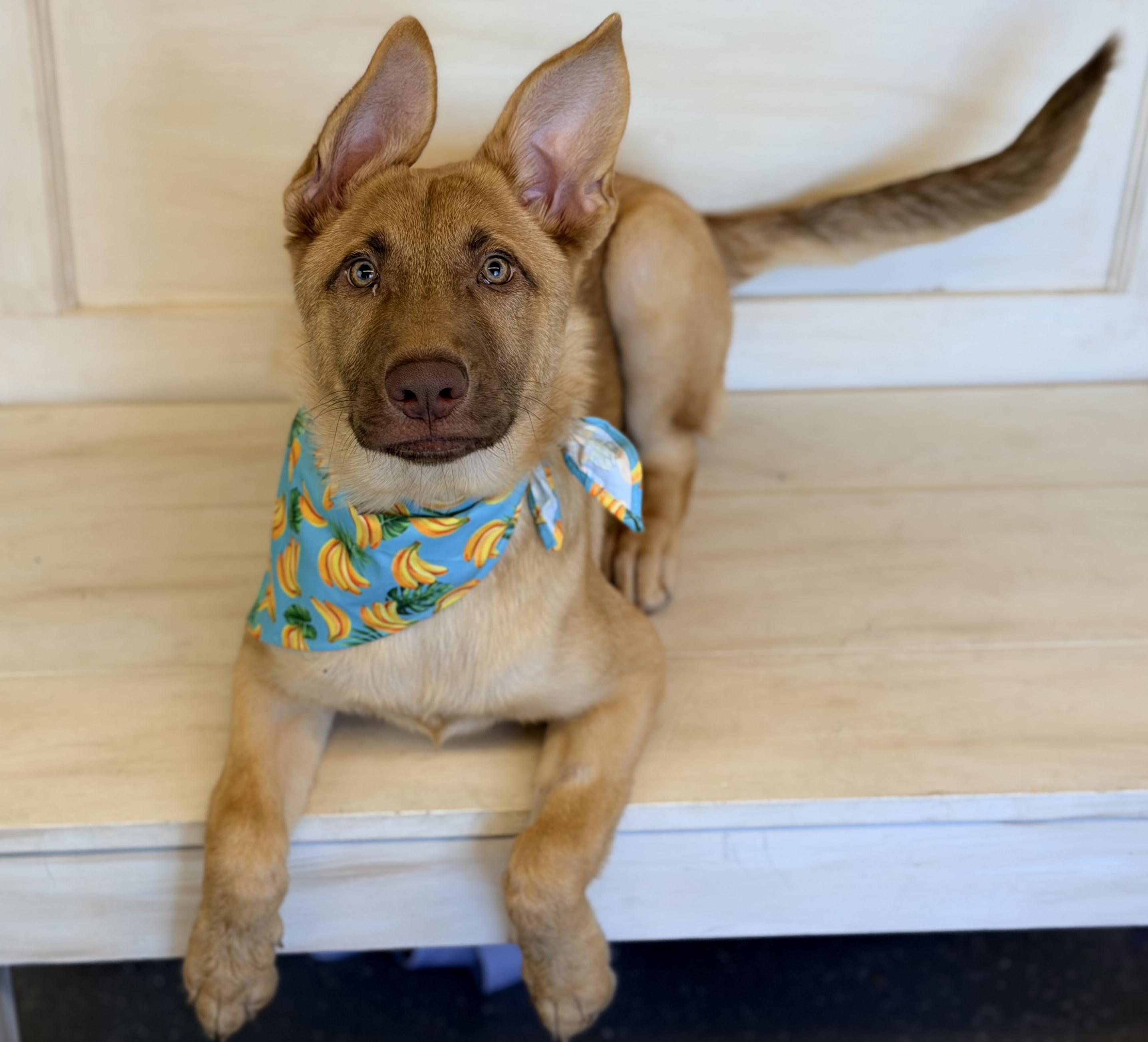 Gwen, a ADOPTABLE German Shepherd Dog in Phoenix, AZ image 3/6