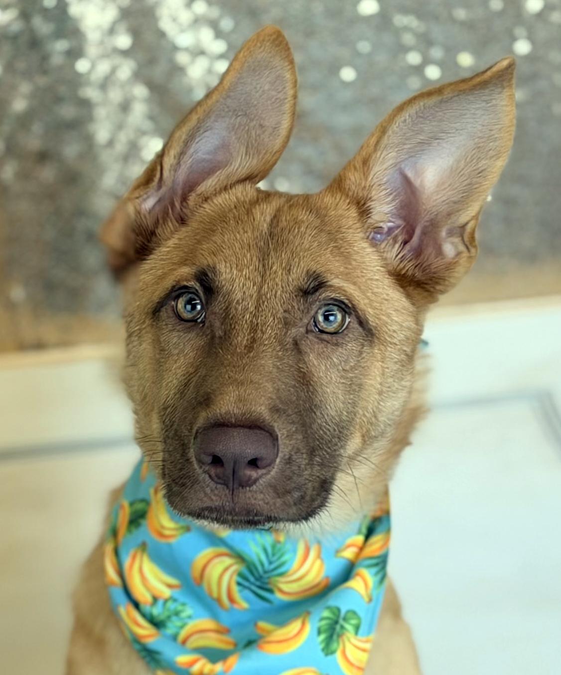 Gwen, a ADOPTABLE German Shepherd Dog in Phoenix, AZ image 2/6