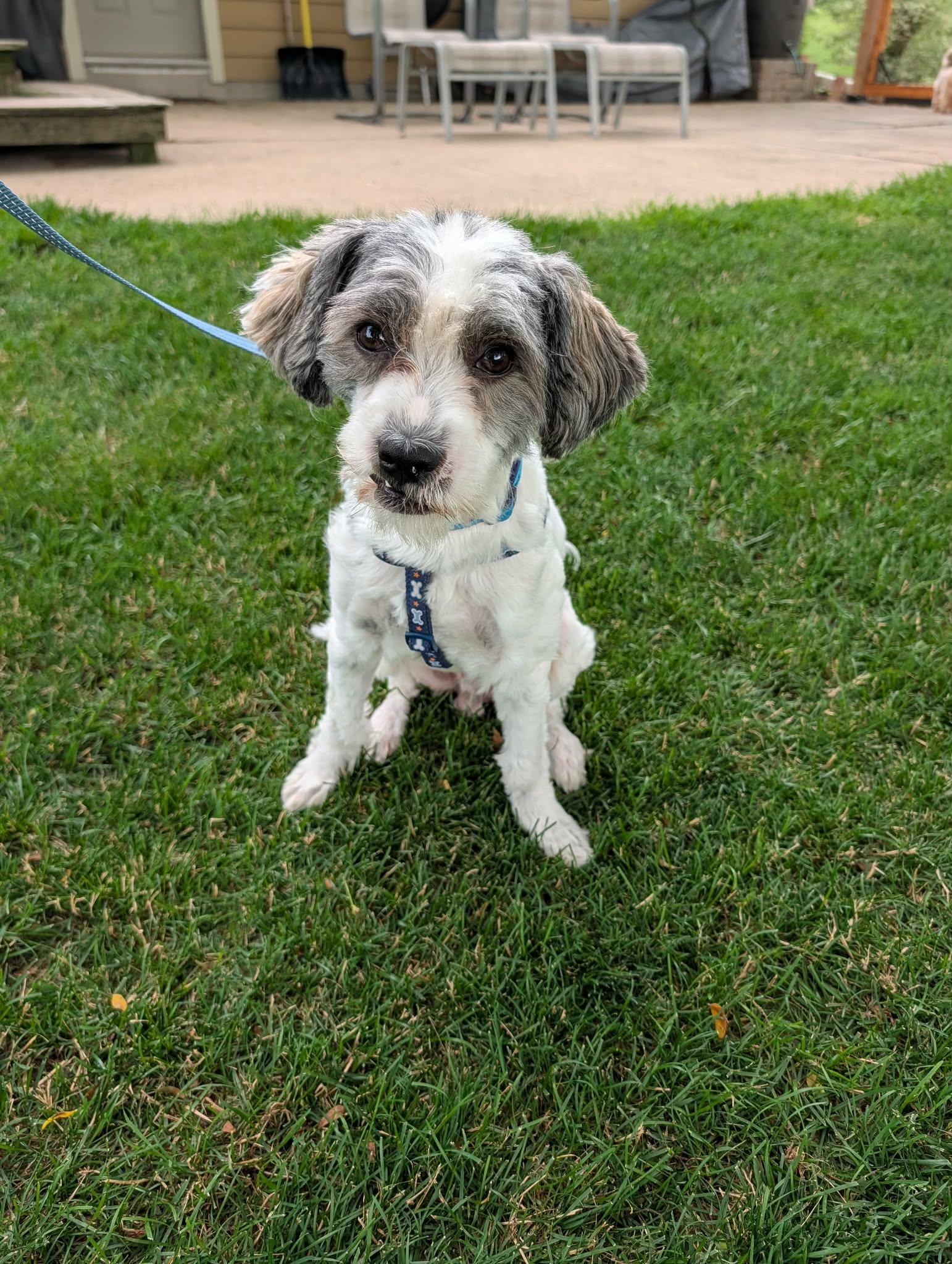 Enlarge Bruno, an adopted mixed breed in Whitewater, WI image 2/6