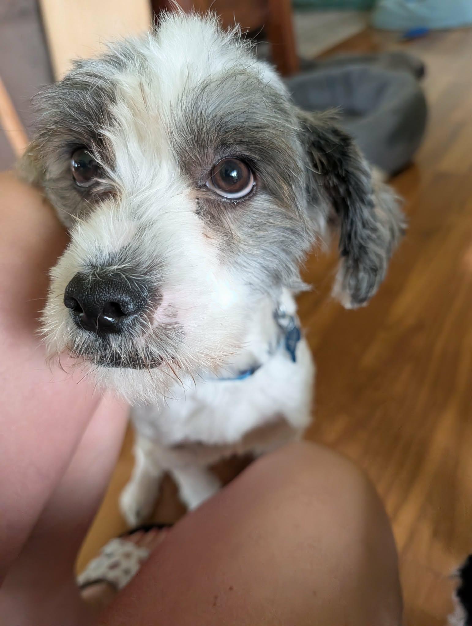 Enlarge Bruno, an adopted mixed breed in Whitewater, WI image 1/6