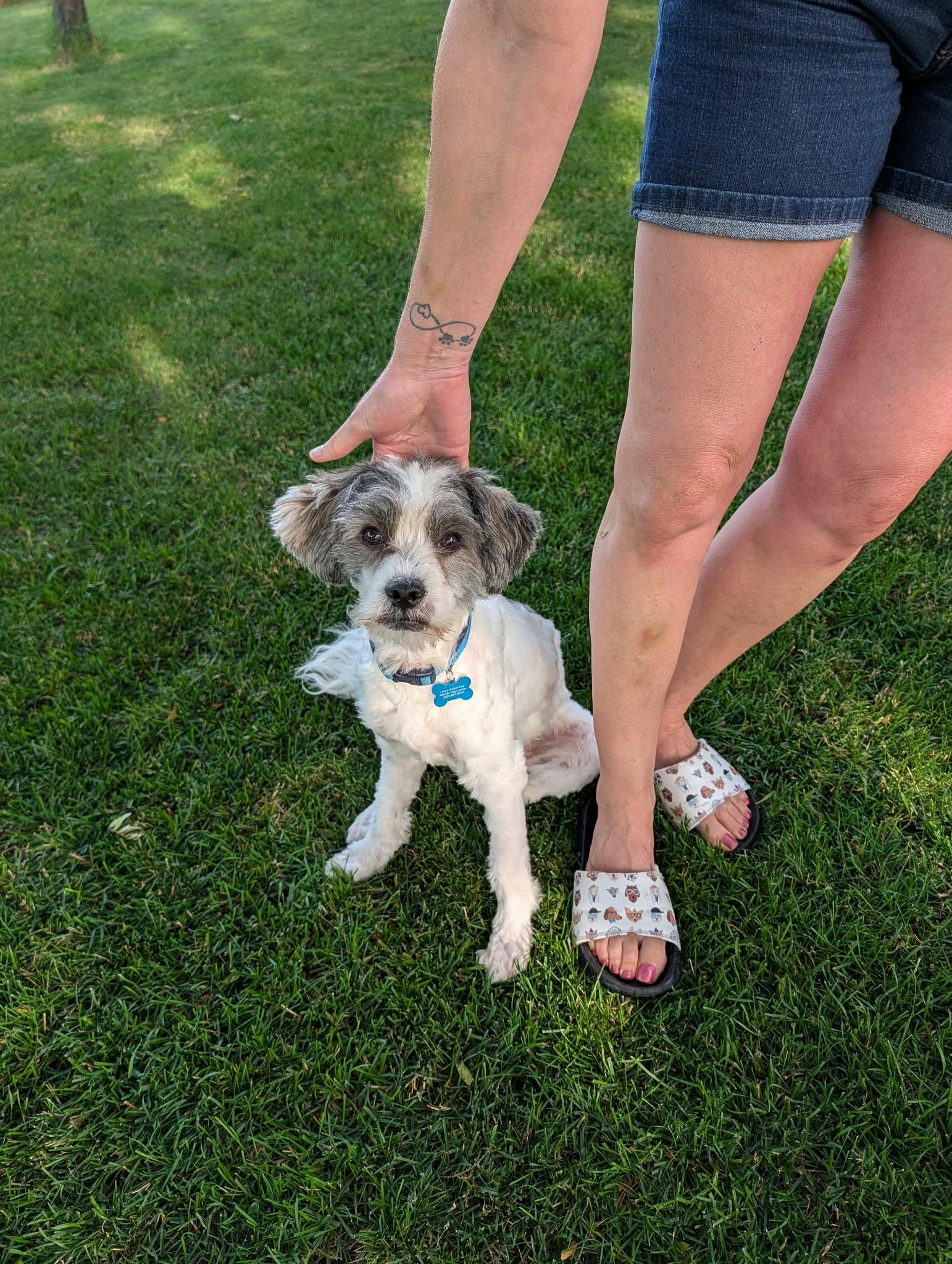Enlarge Bruno, an adopted mixed breed in Whitewater, WI image 5/6