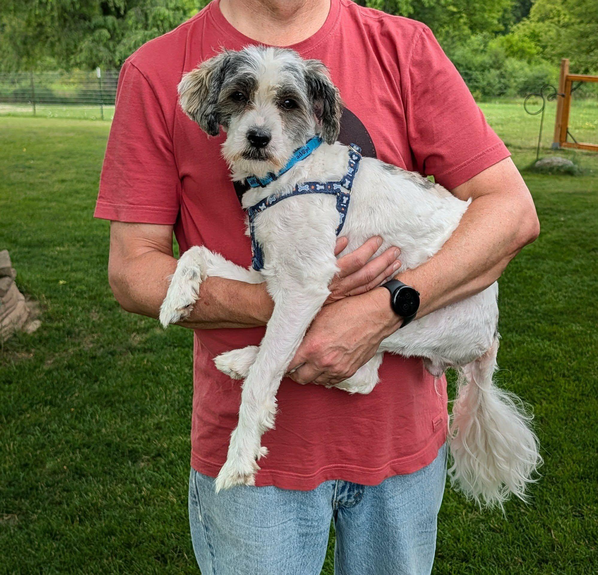 Enlarge Bruno, an adopted mixed breed in Whitewater, WI image 3/6