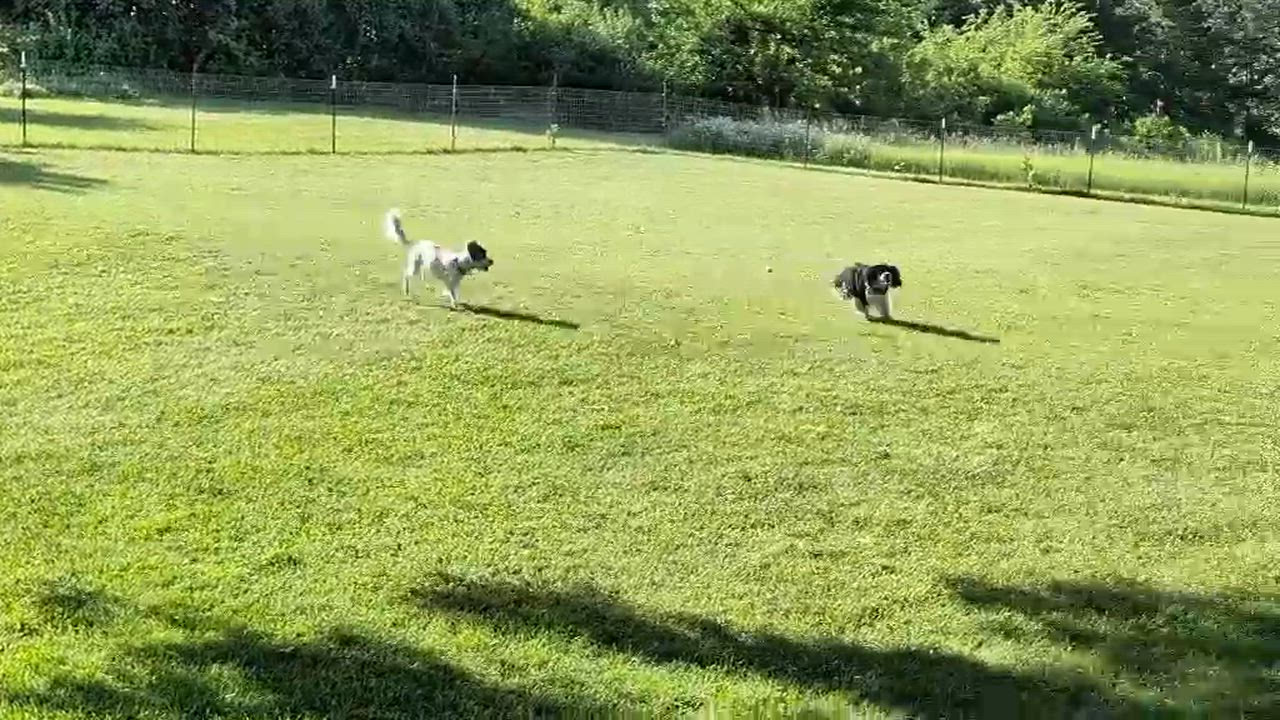 Enlarge Bruno, an adopted mixed breed in Whitewater, WI video 6/6