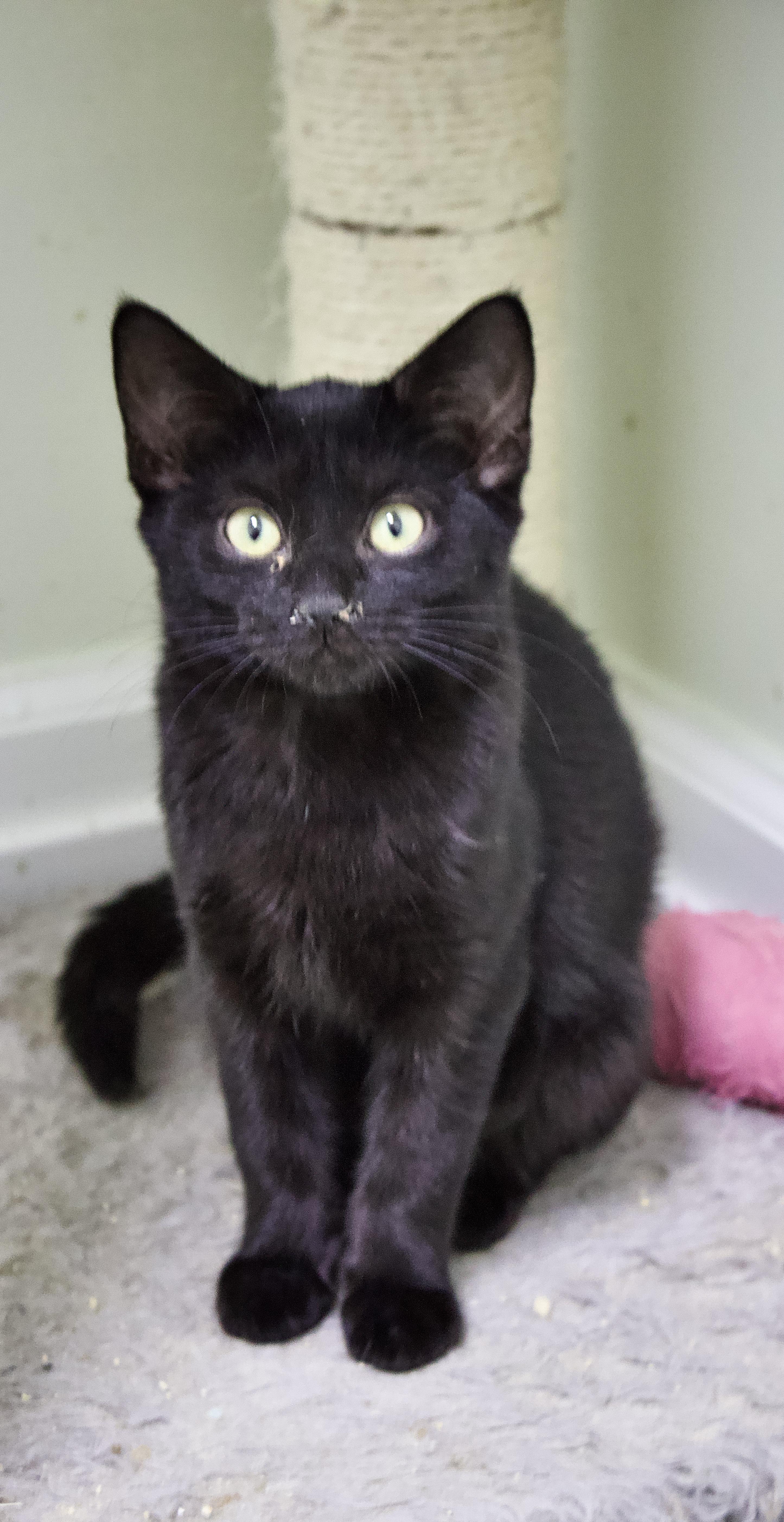 Agatha, Adoptable, Kitten Female Domestic Short Hair.