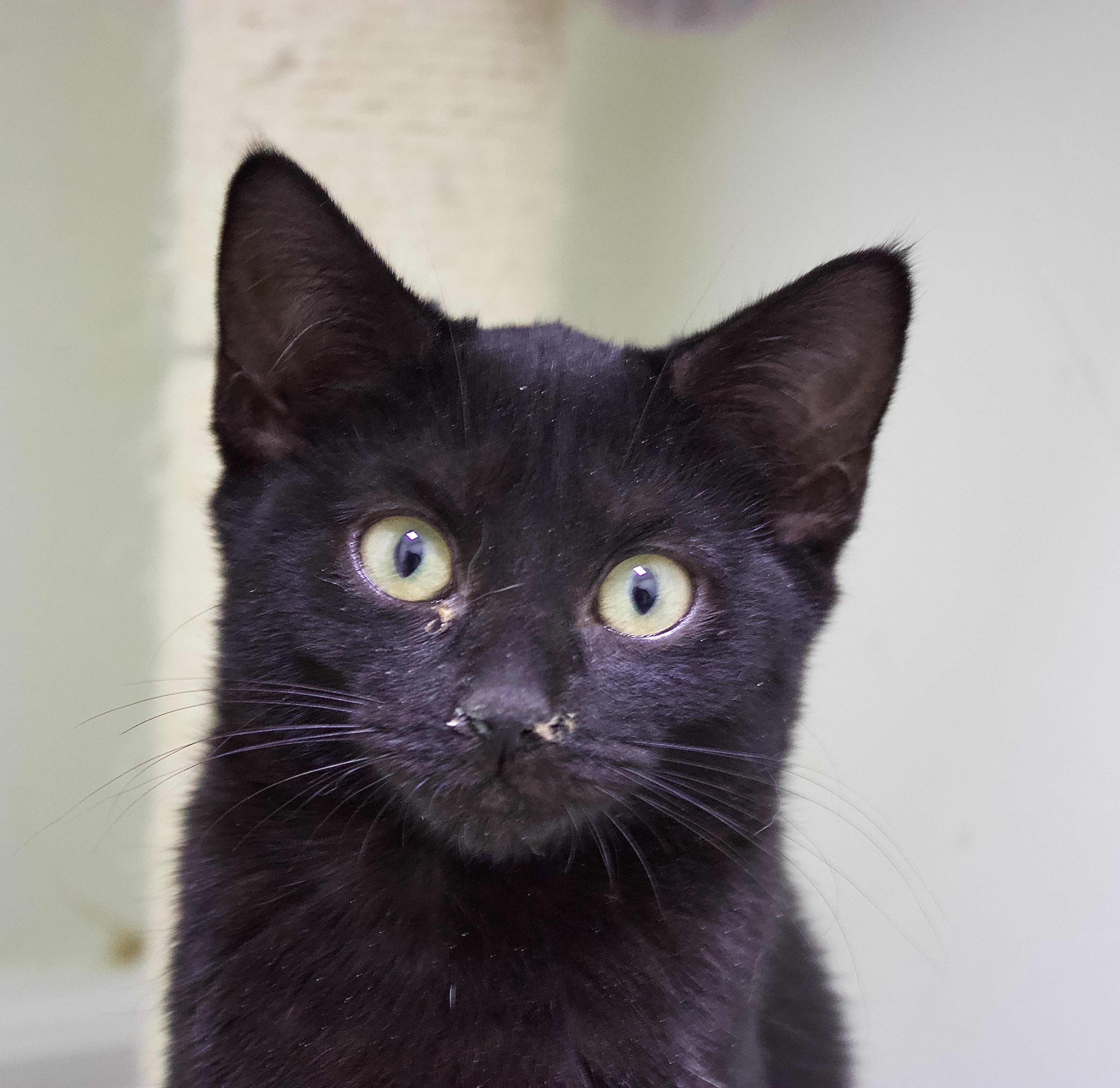 Enlarge Agatha, a Adoptable Domestic Short Hair in Pleasantville, NJ image 2/3