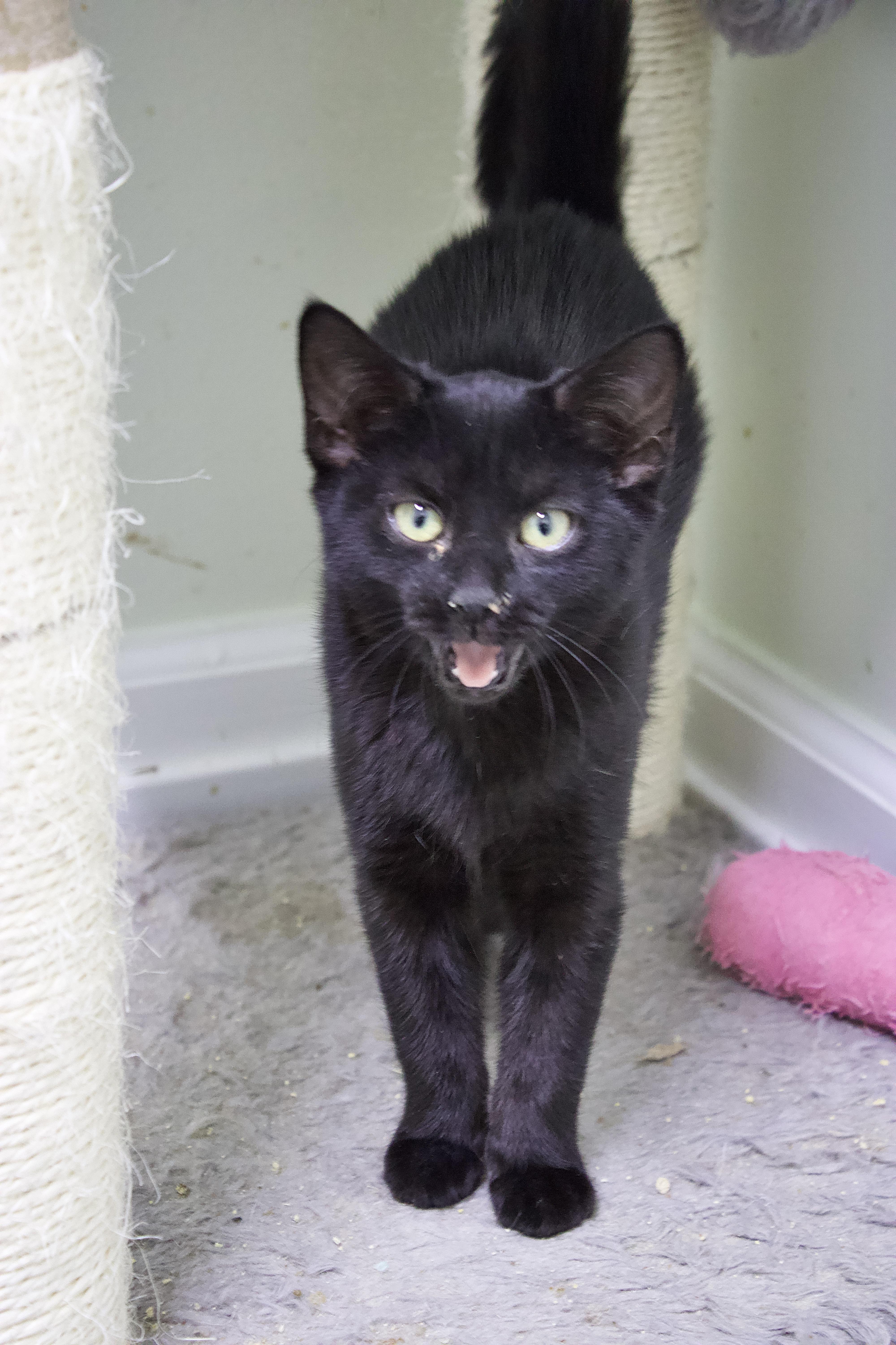 Enlarge Agatha, a Adoptable Domestic Short Hair in Pleasantville, NJ image 3/3