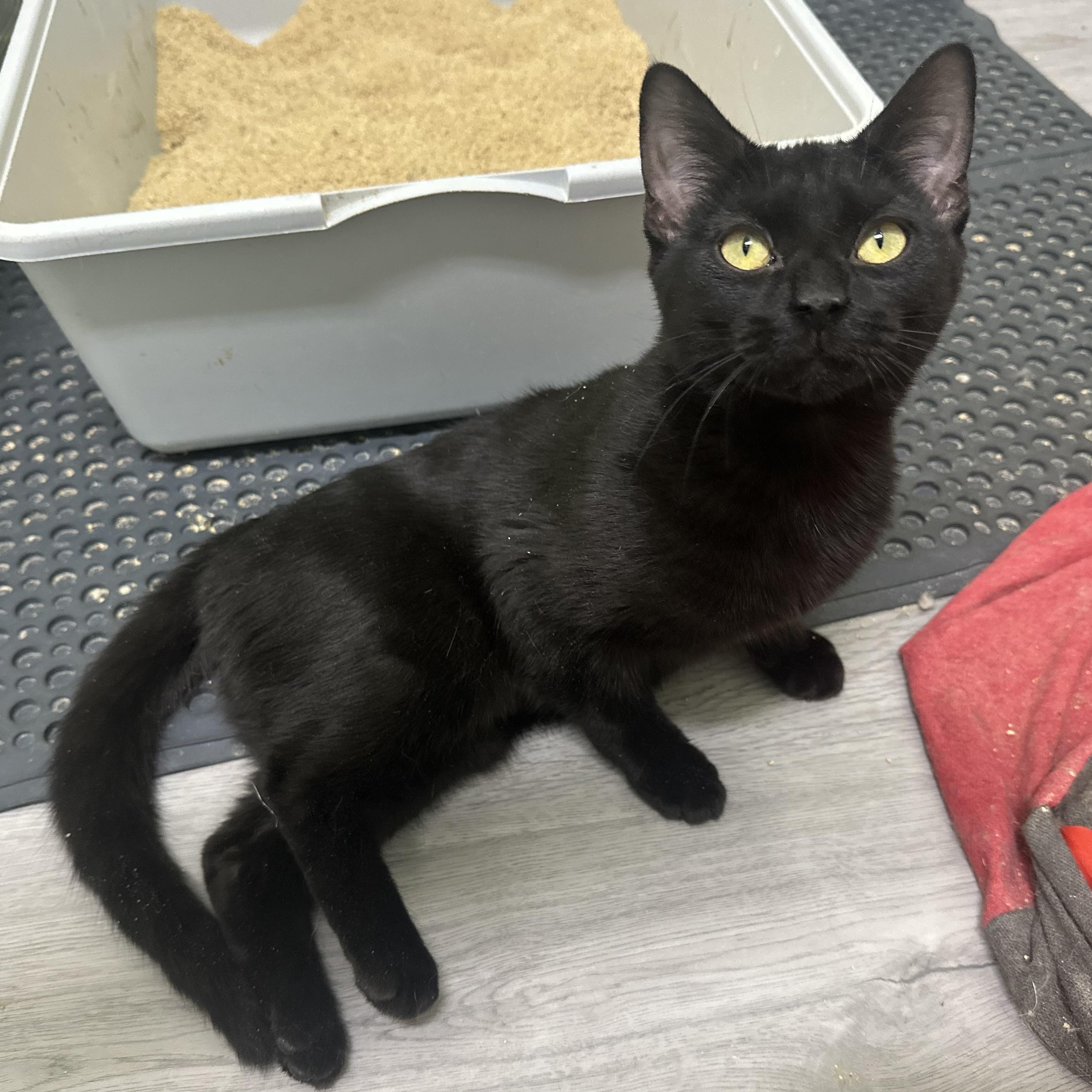 Enlarge Agatha, a Adoptable Domestic Short Hair in Pleasantville, NJ image 2/3