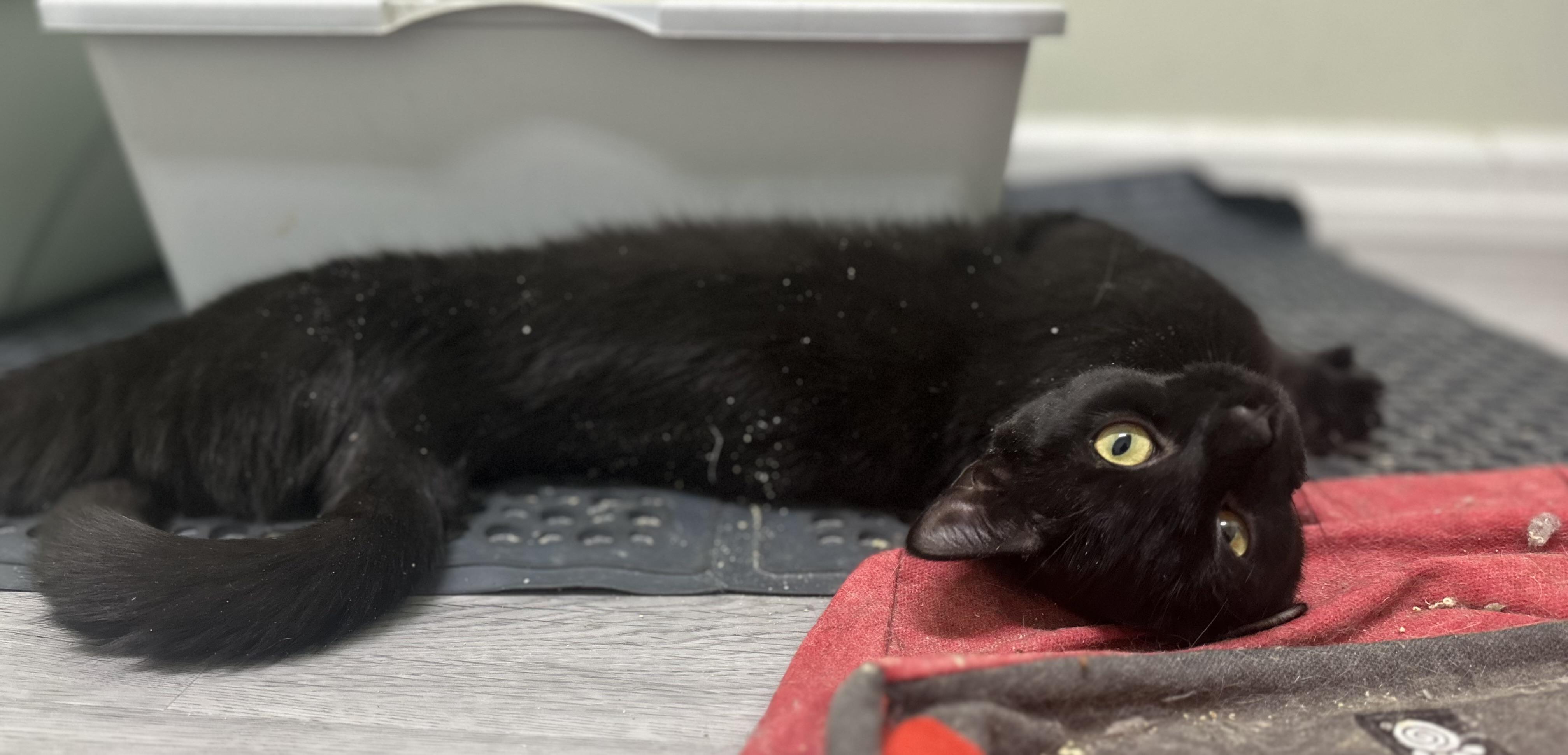 Enlarge Agatha, a Adoptable Domestic Short Hair in Pleasantville, NJ image 3/3