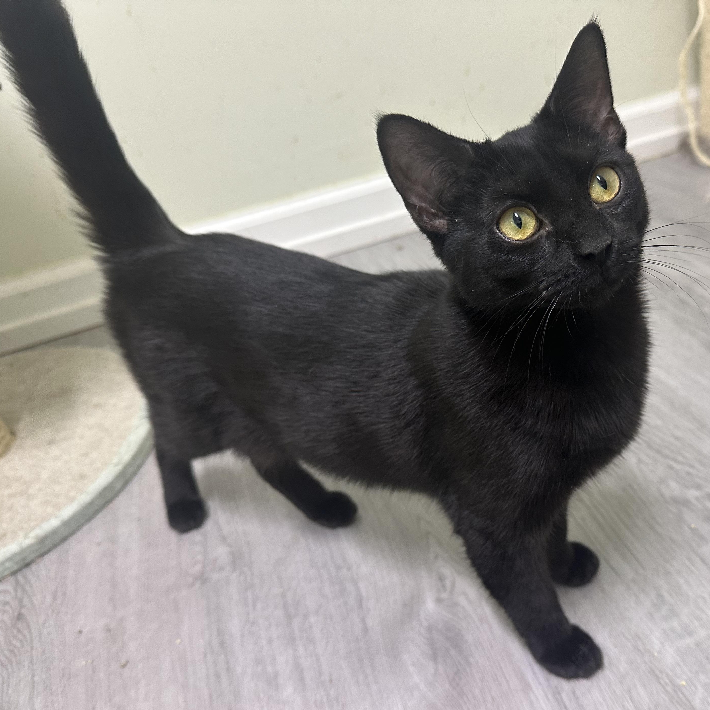 Agatha, Adoptable, Kitten Female Domestic Short Hair.