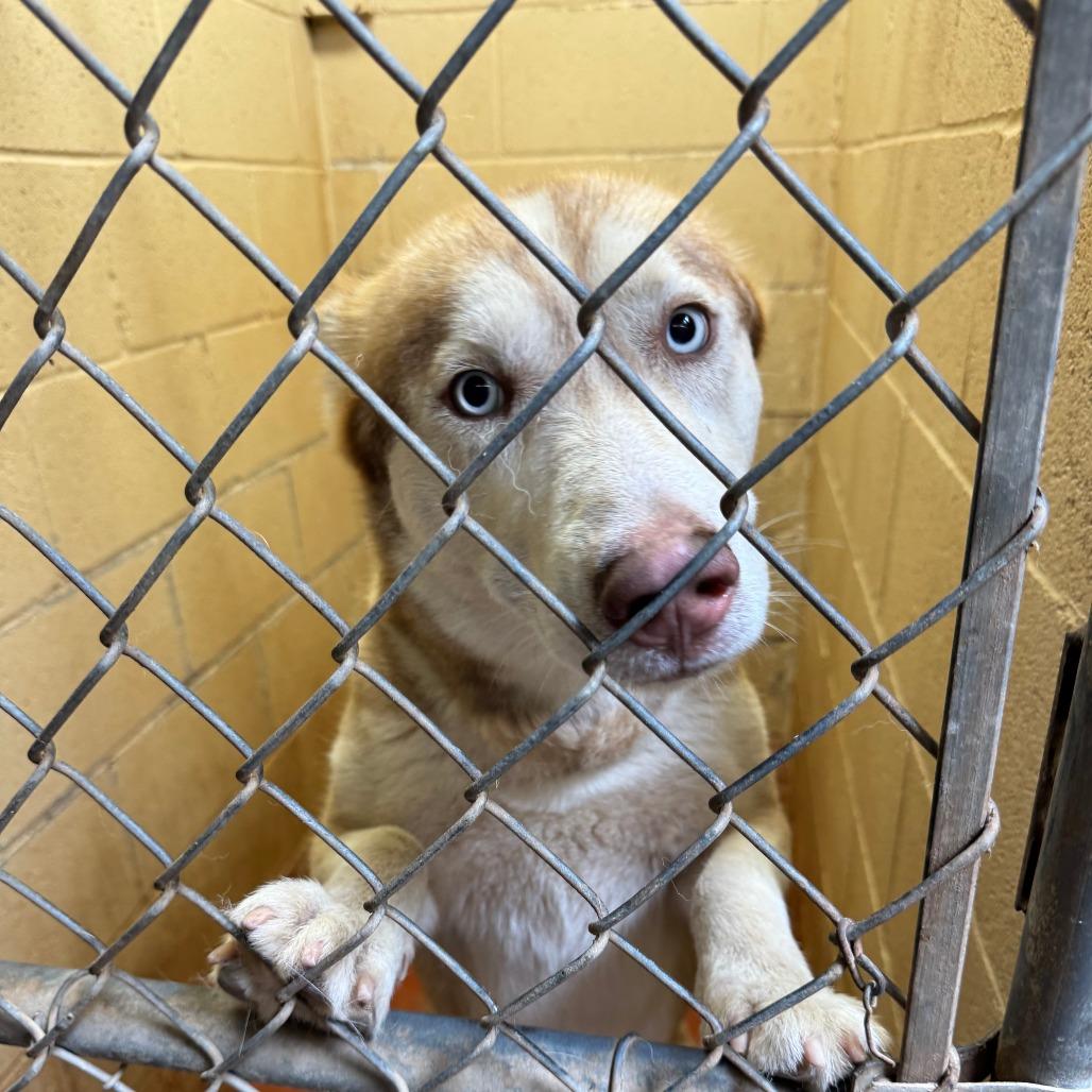 Enlarge (CCSO) Cameron, a Adoptable Husky in Douglas, AZ image 1/1