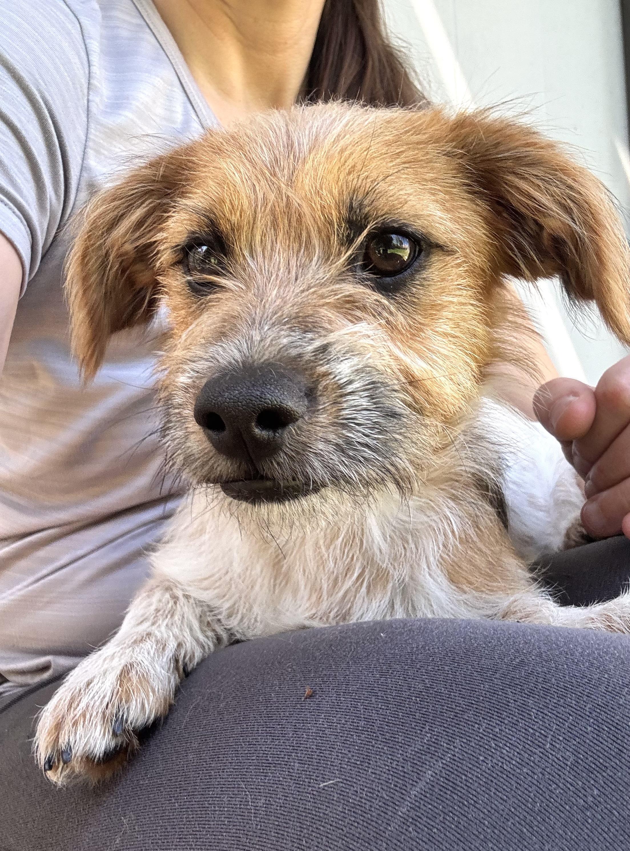Bruno, adopted, Puppy Male Dachshund & Cattle Dog.
