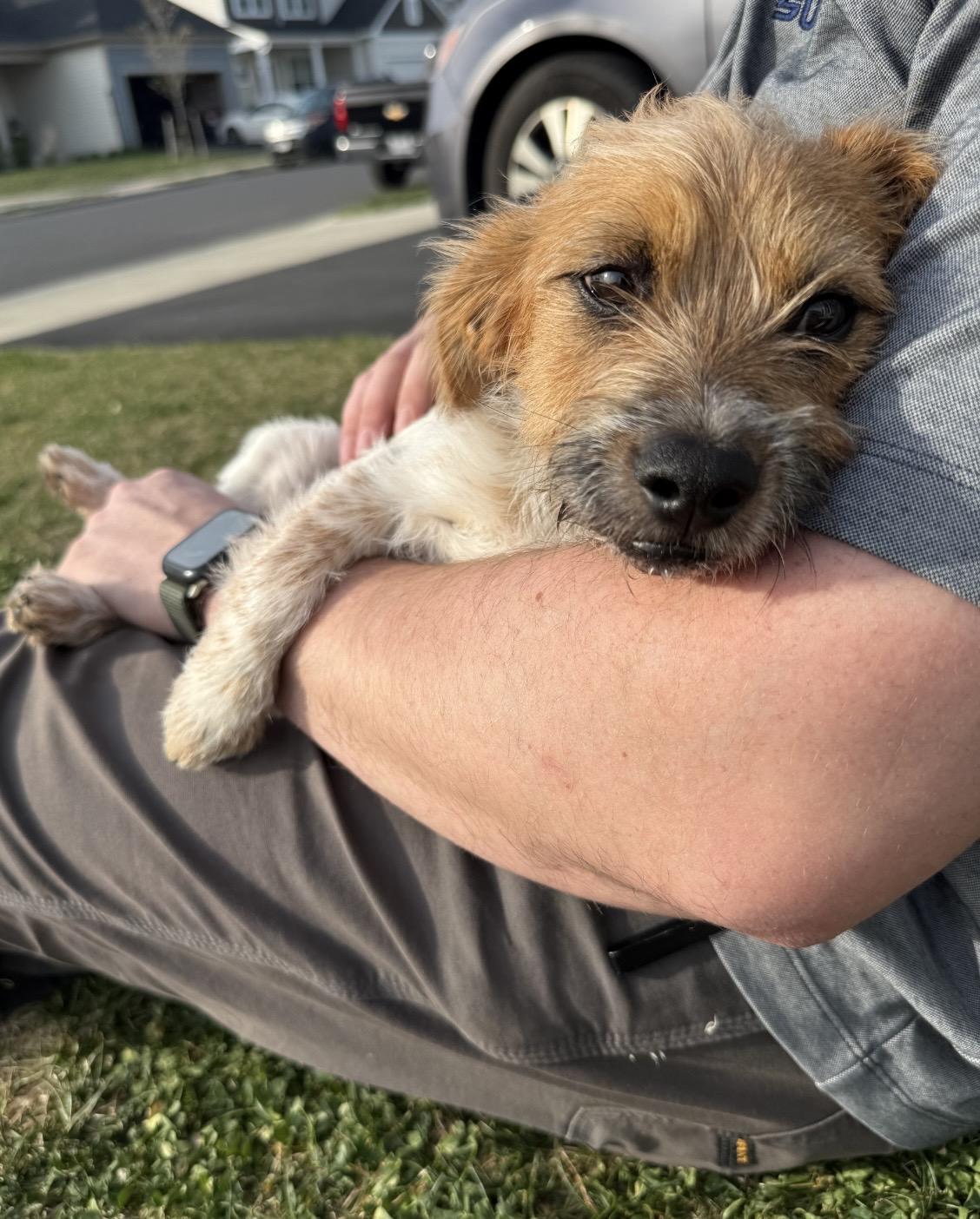 Enlarge Bruno, an adopted mixed breed in Stephenson, VA image 6/6