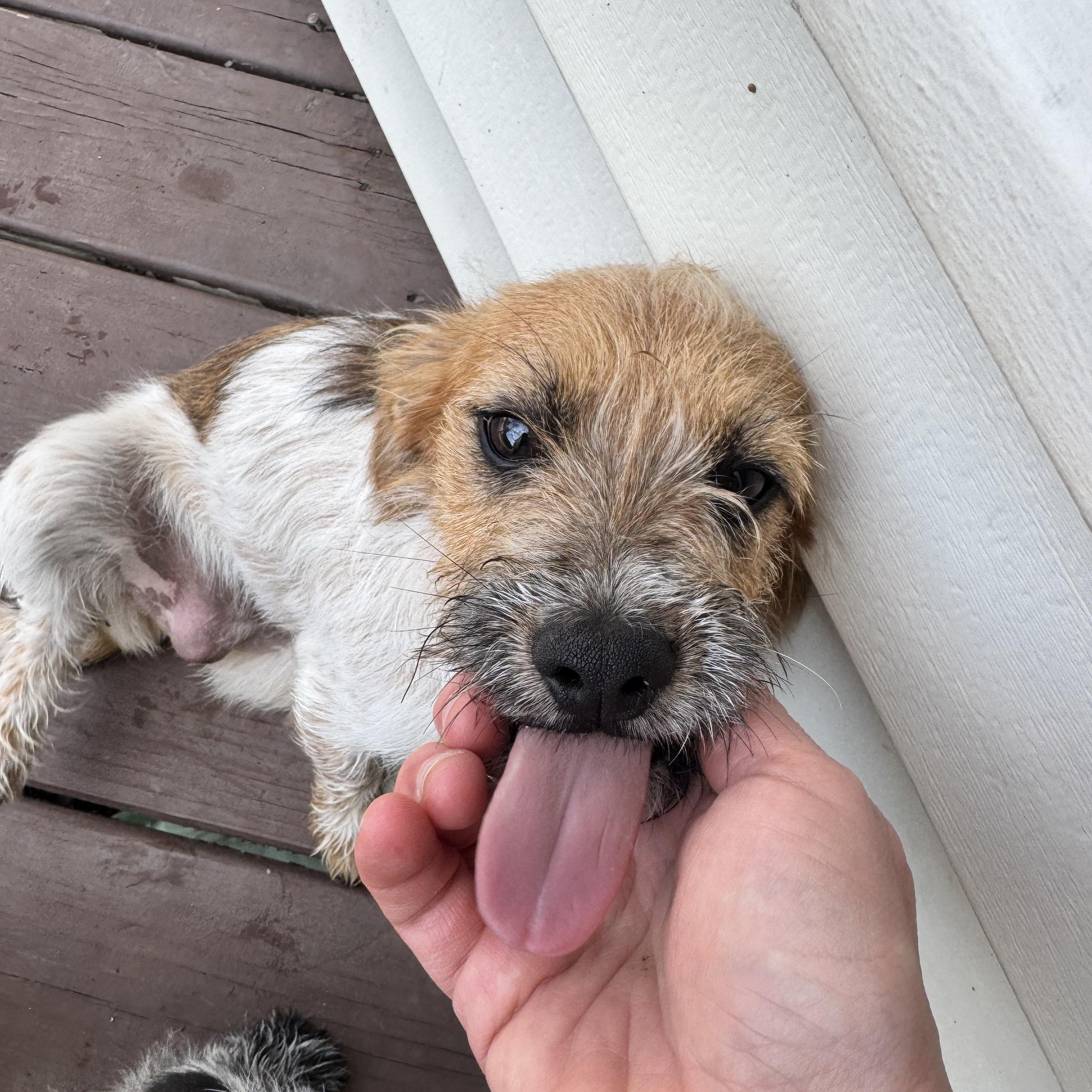 Enlarge Bruno, an adopted mixed breed in Stephenson, VA image 4/6
