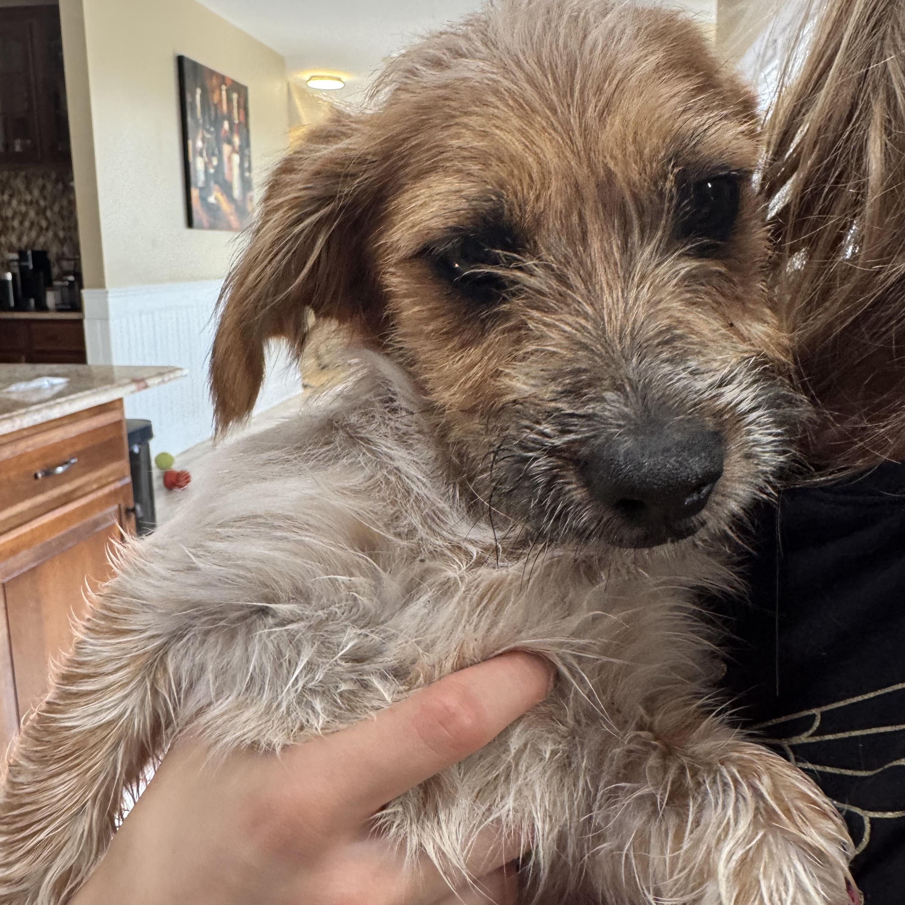 Enlarge Bruno, an adopted mixed breed in Stephenson, VA image 5/6