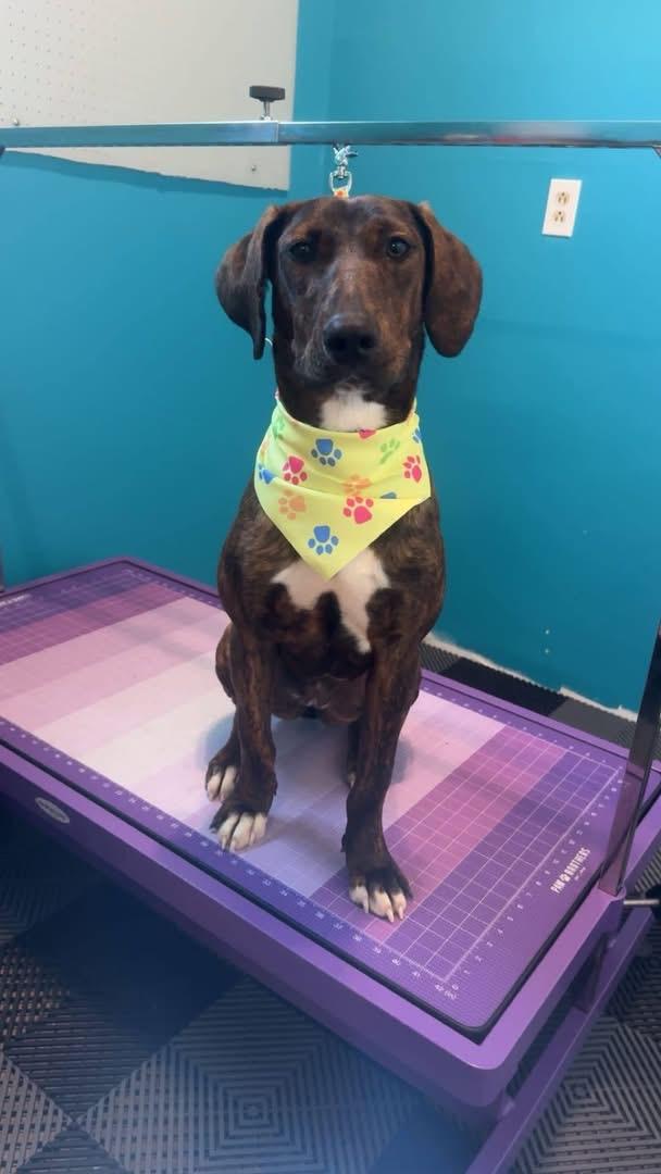 Enlarge Penny, a Adoptable mixed breed in SPRINGFIELD, OH image 2/4