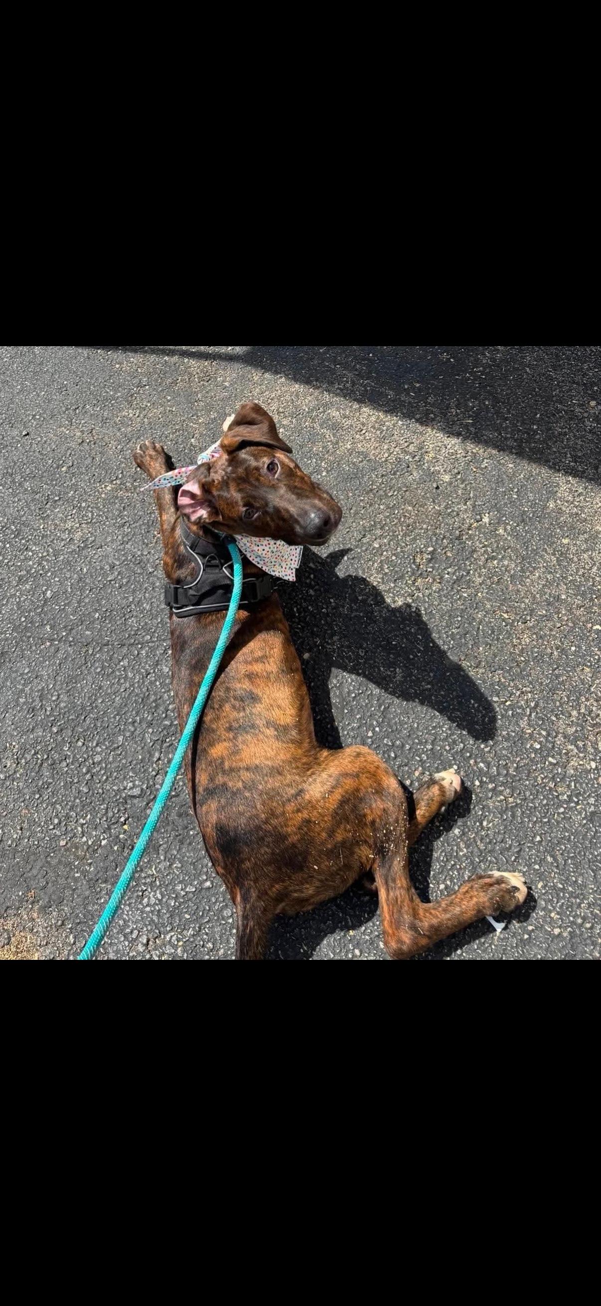 Enlarge Penny, a Adoptable mixed breed in SPRINGFIELD, OH image 4/4