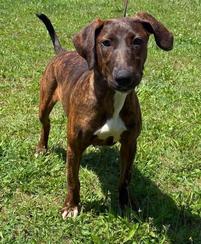 Enlarge Penny, a Adoptable mixed breed in SPRINGFIELD, OH image 1/4