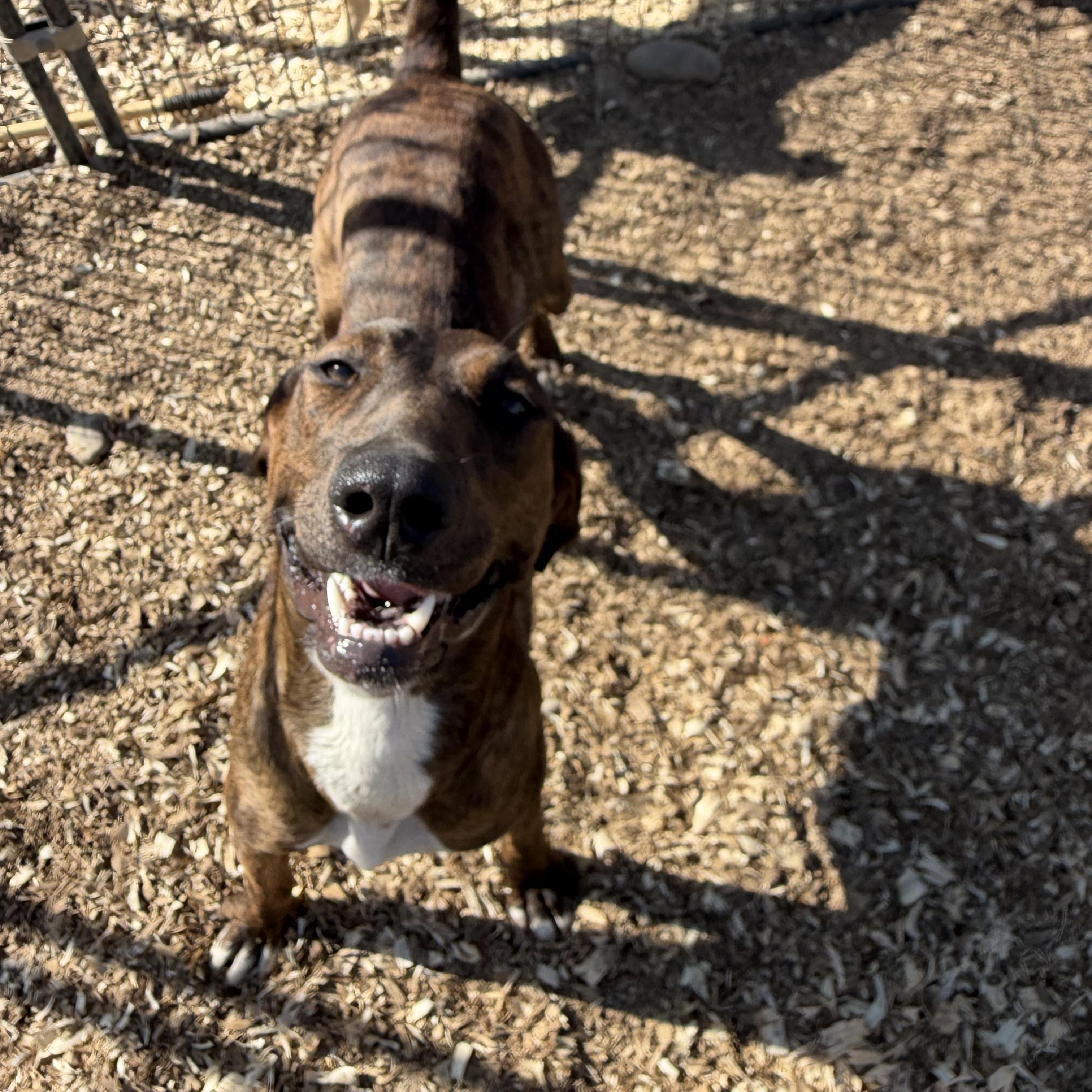 Enlarge Penny, a Adoptable mixed breed in SPRINGFIELD, OH image 3/4