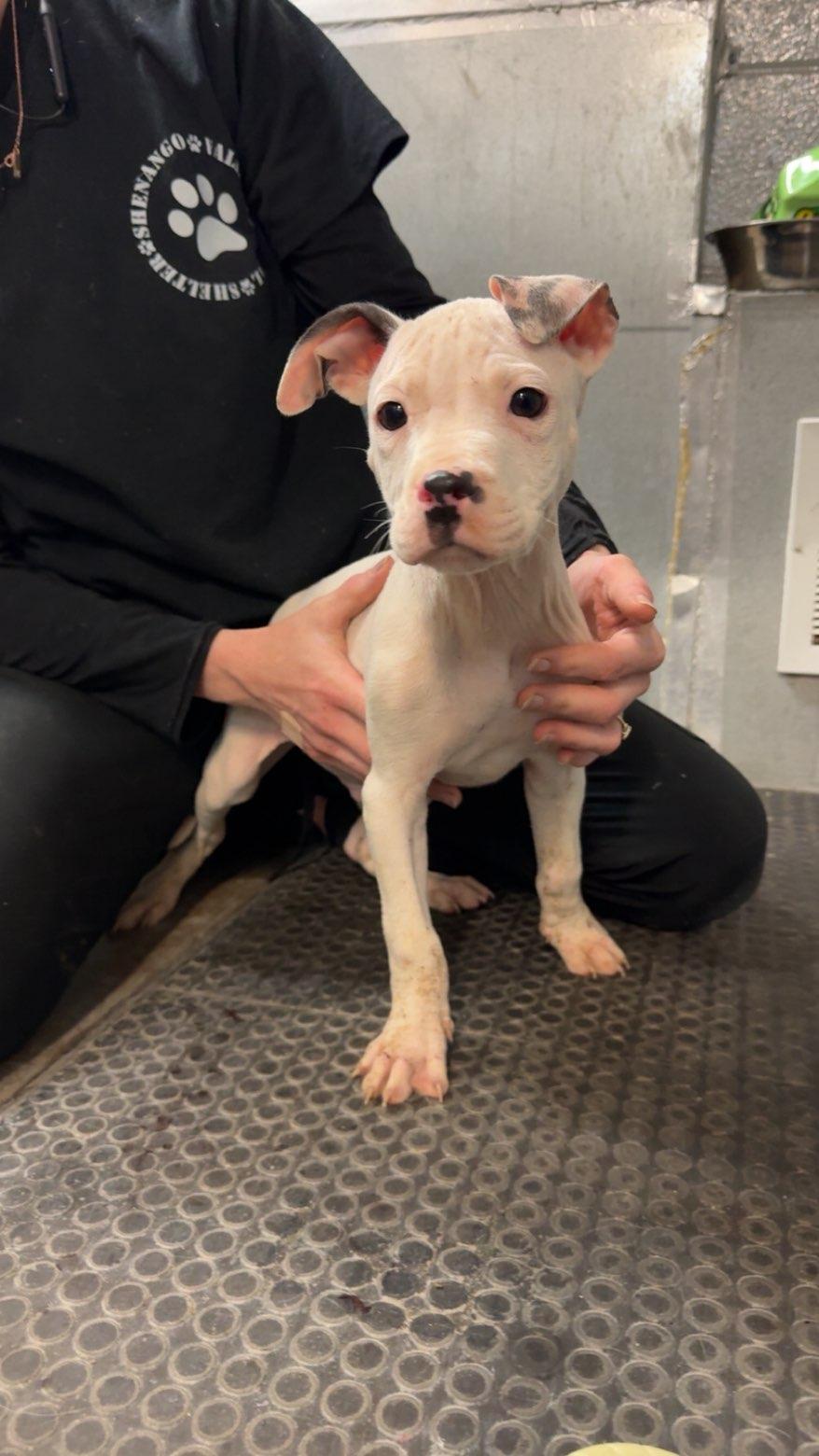 Legend, Adopted, Puppy Male Pit Bull Terrier.