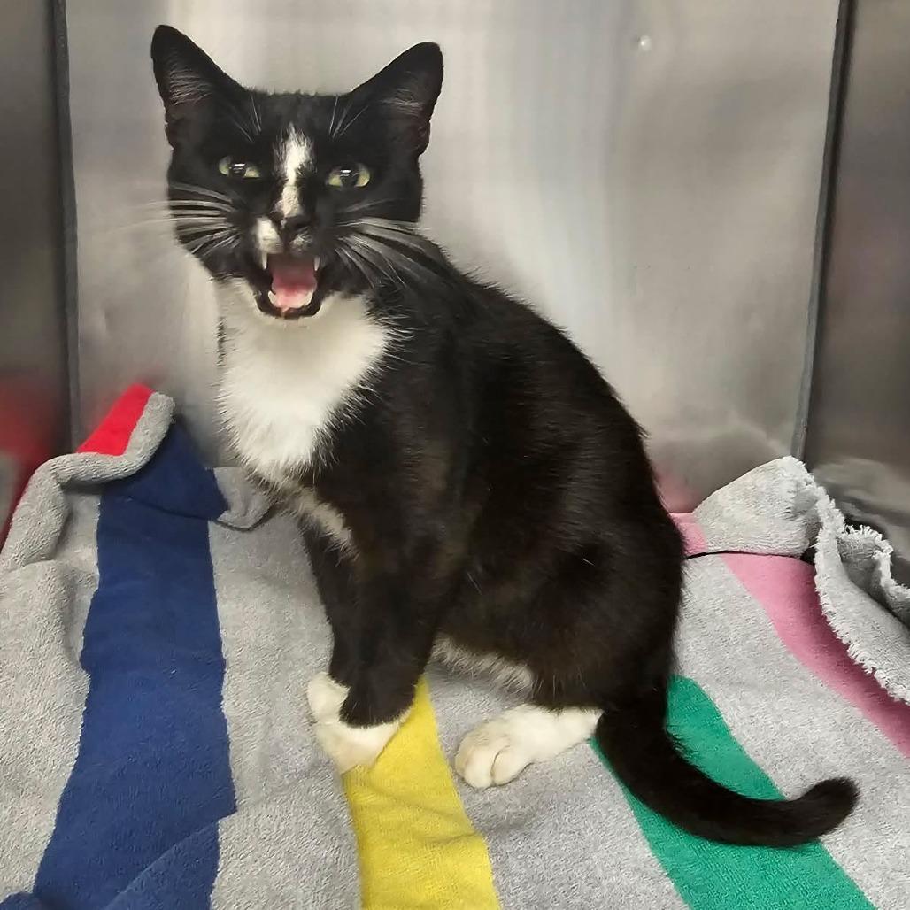 Juno, Adoptable, Adult Female Domestic Short Hair.