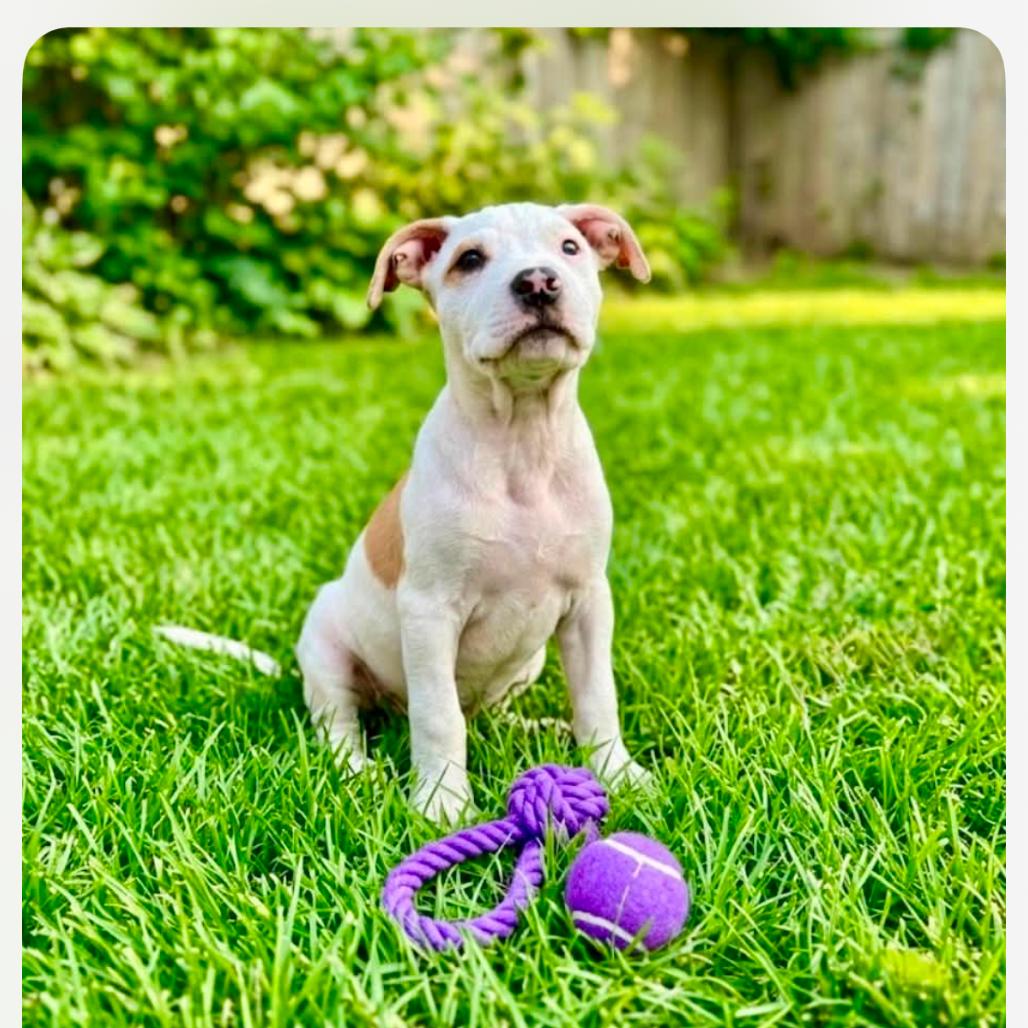 Walker Hayes, Adoptable, Puppy Male Pit Bull Terrier & Mixed Breed.