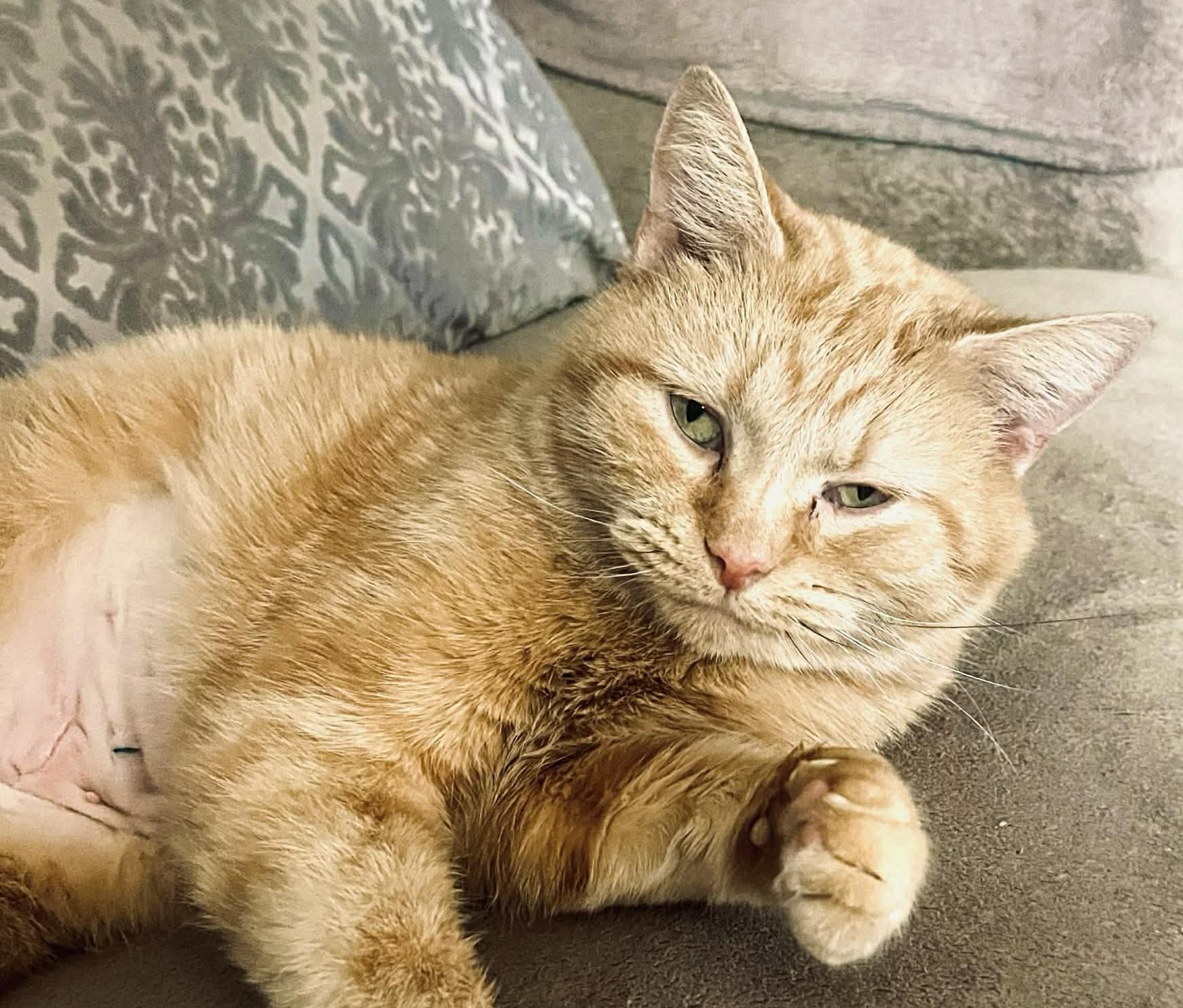 Penny, ADOPTABLE, Young Female Tabby.