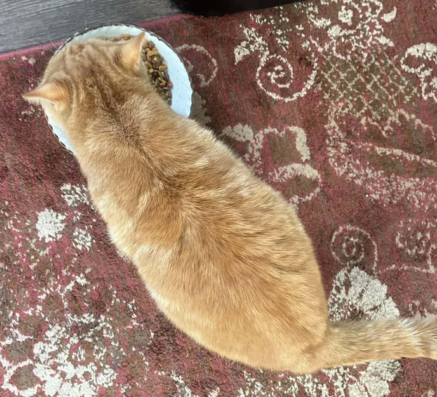 Penny, an adopted Tabby in Beckley, WV image 2/3